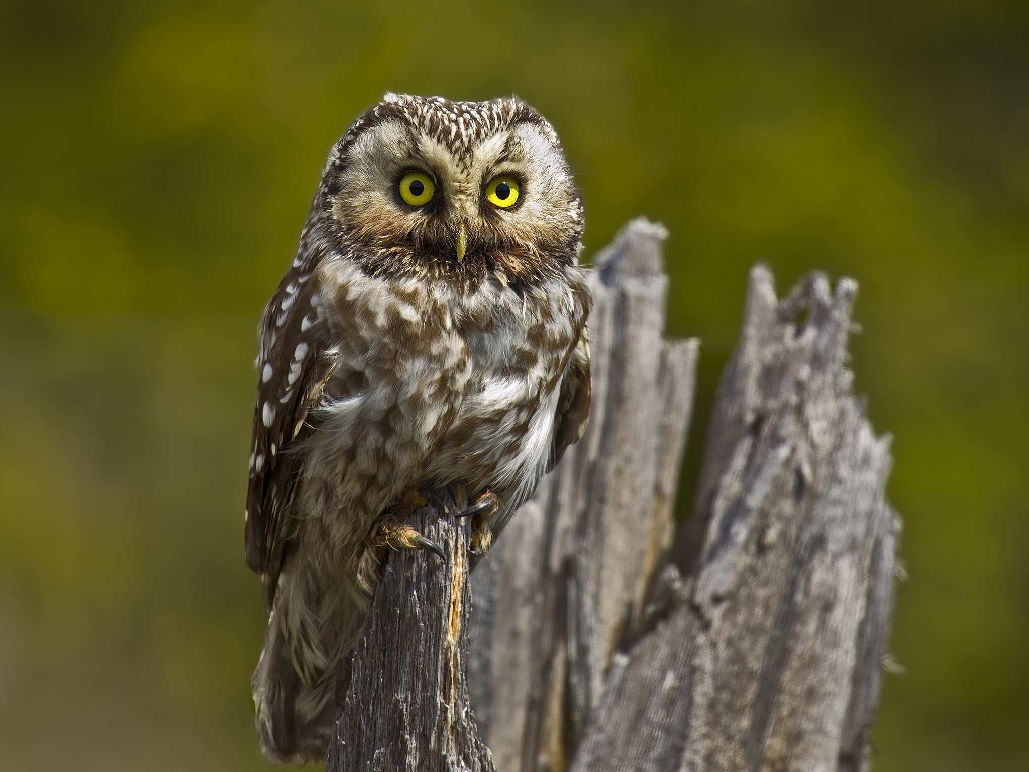  Tengmalm's owl . Aegolius funereus