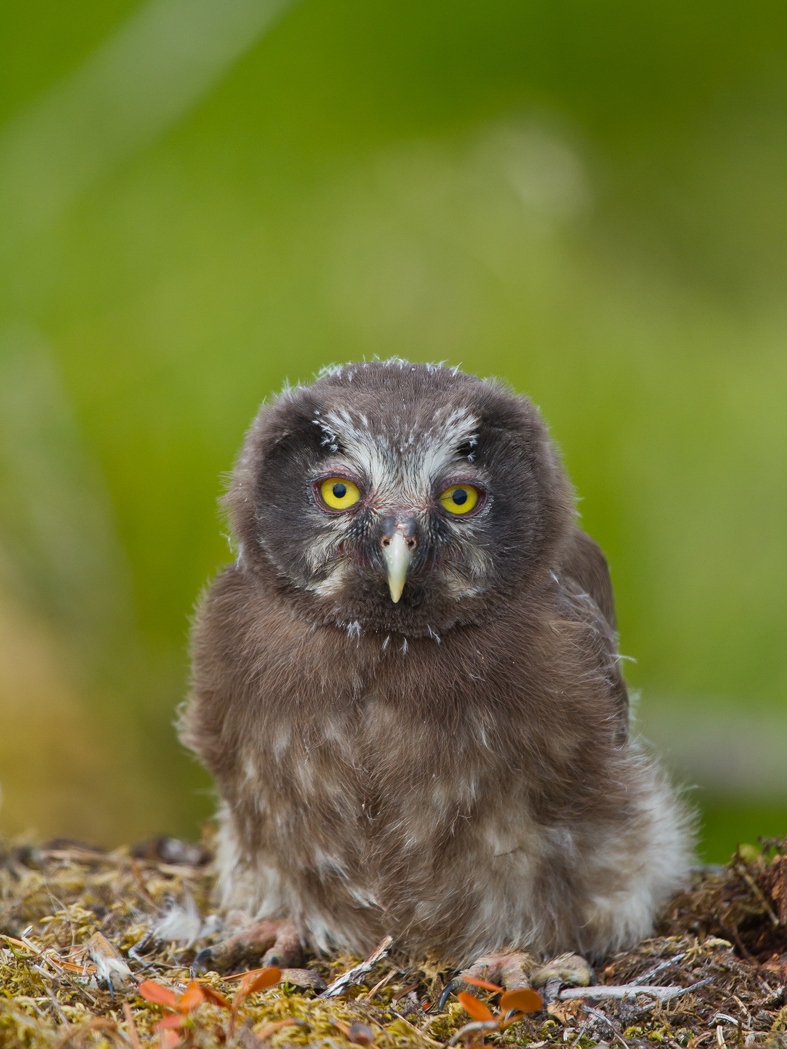  Tengmalm's owl . Aegolius funereus
