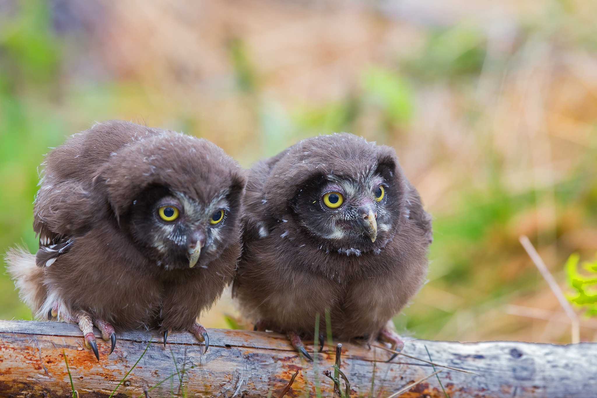  Tengmalm's owl . Aegolius funereus