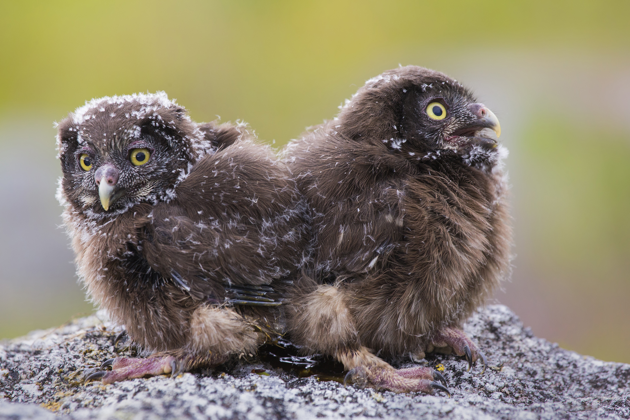  Tengmalm's owl . Aegolius funereus