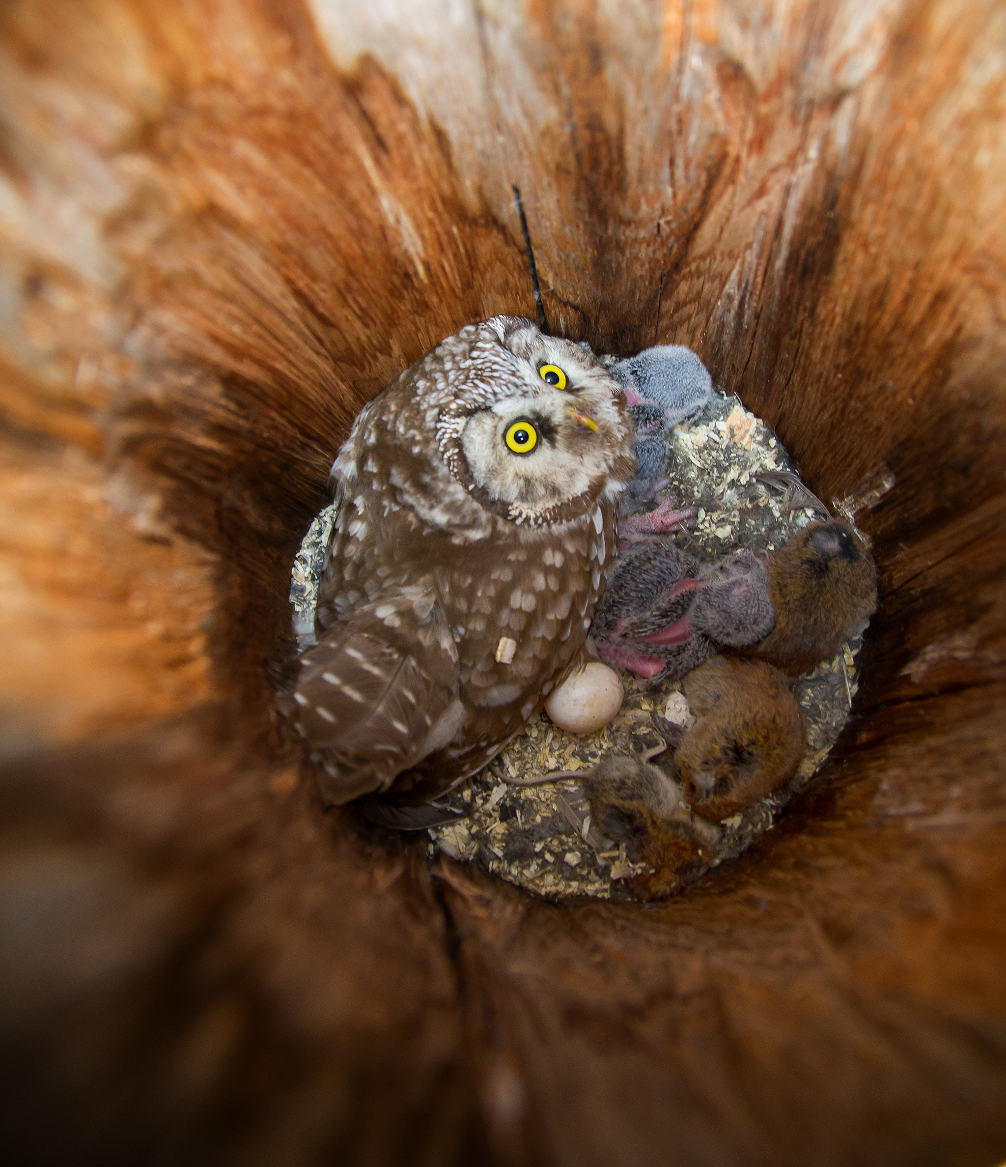  Tengmalm's owl . Aegolius funereus