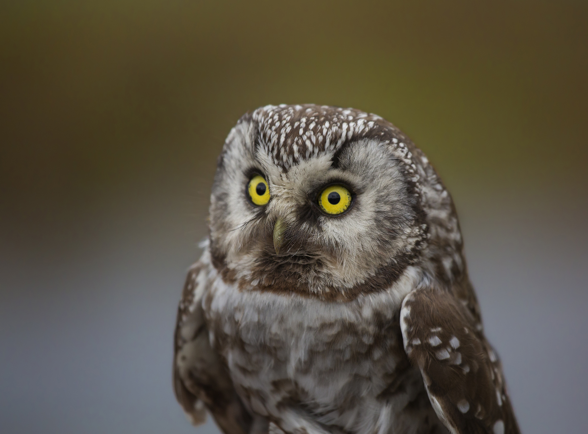  Tengmalm's owl . Aegolius funereus