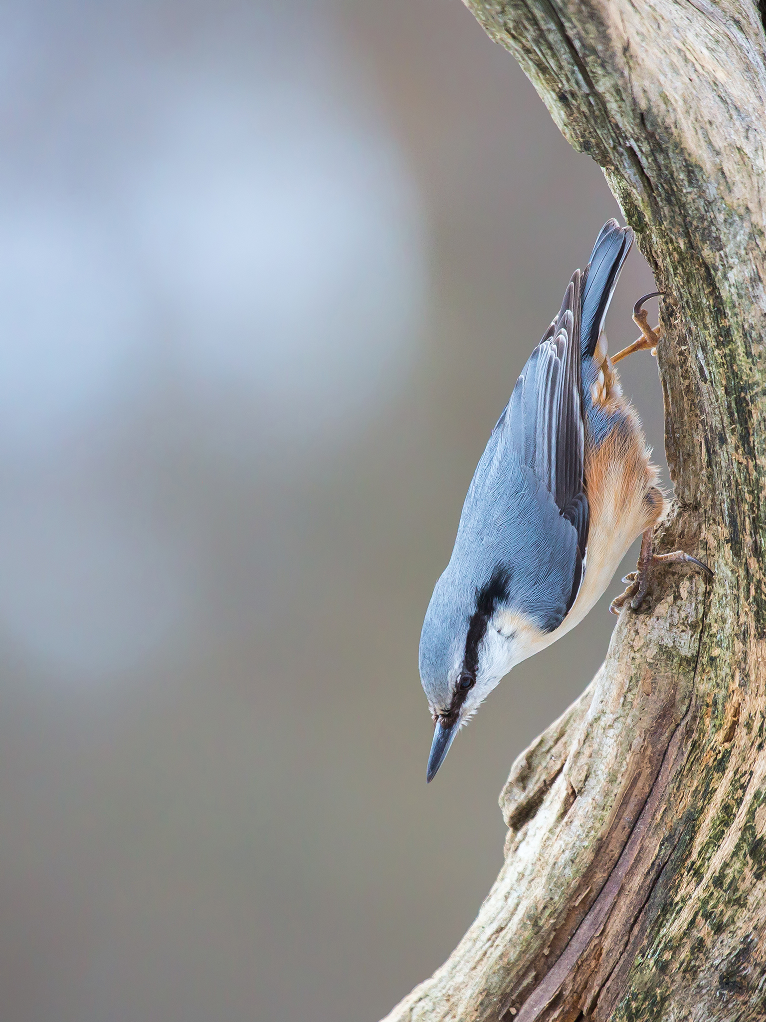   Spettmeis.     Spettmeis er en spurvefugl i spettmeisfamilien. Spettmeisen er gråblå på oversiden og hvit under, med svakt rustgulaktig tone på brystet og magen. Gjennom øyet går det en svart strek. Nebbet er rett, rundt og omtrent like langt som h