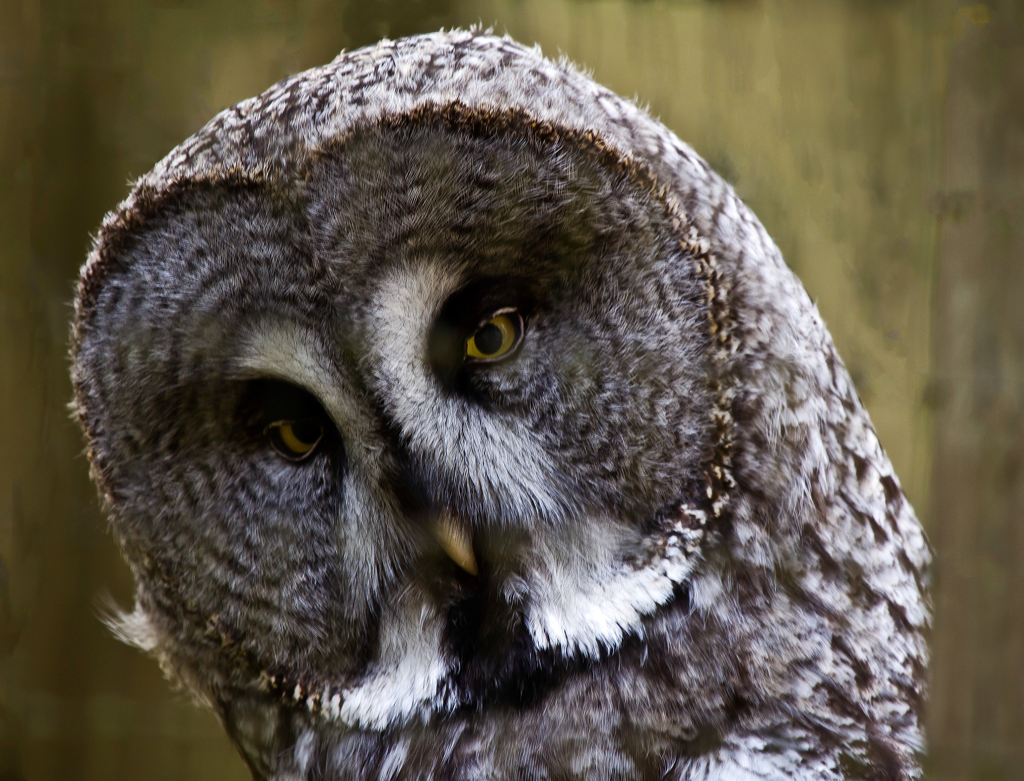 Great Grey Owl  - Strix nebulosa