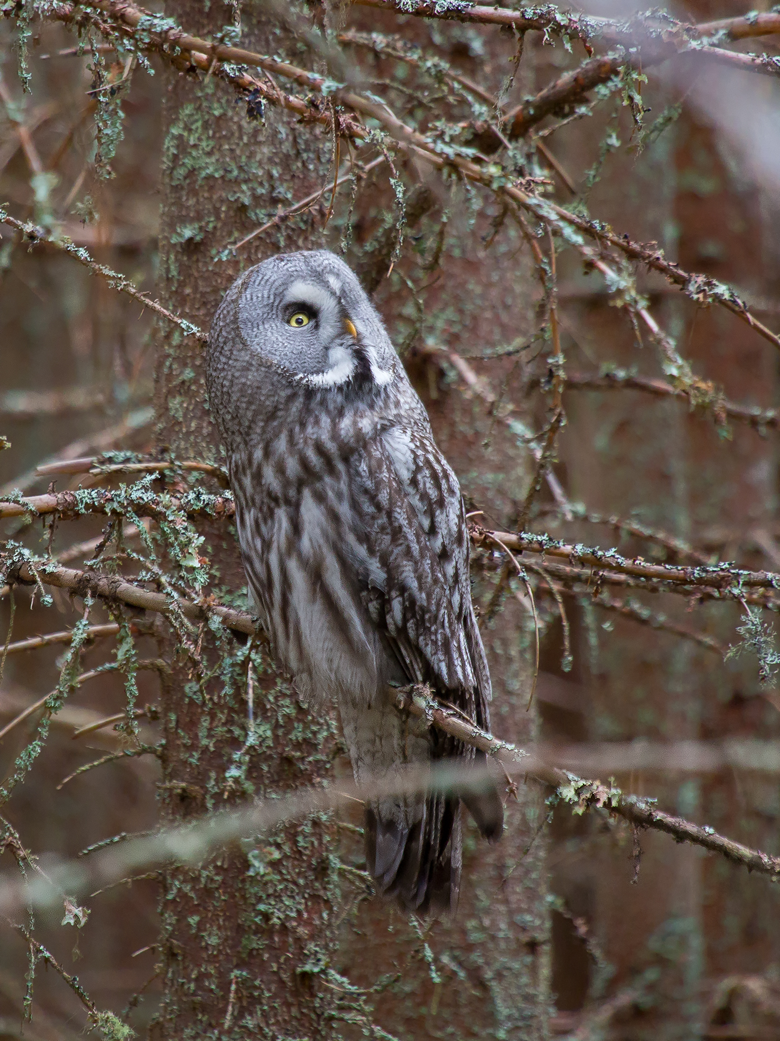 Great Grey Owl  - Strix nebulosa