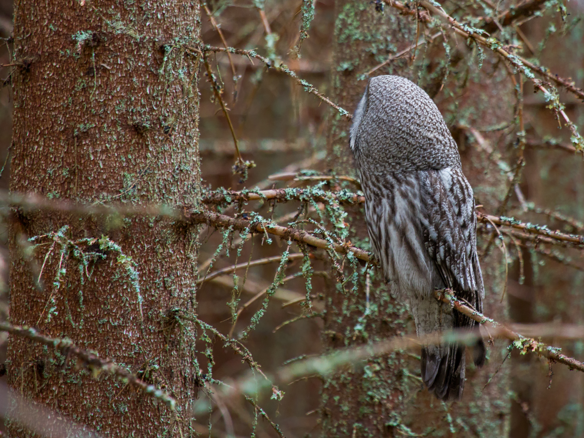 Great Grey Owl  - Strix nebulosa