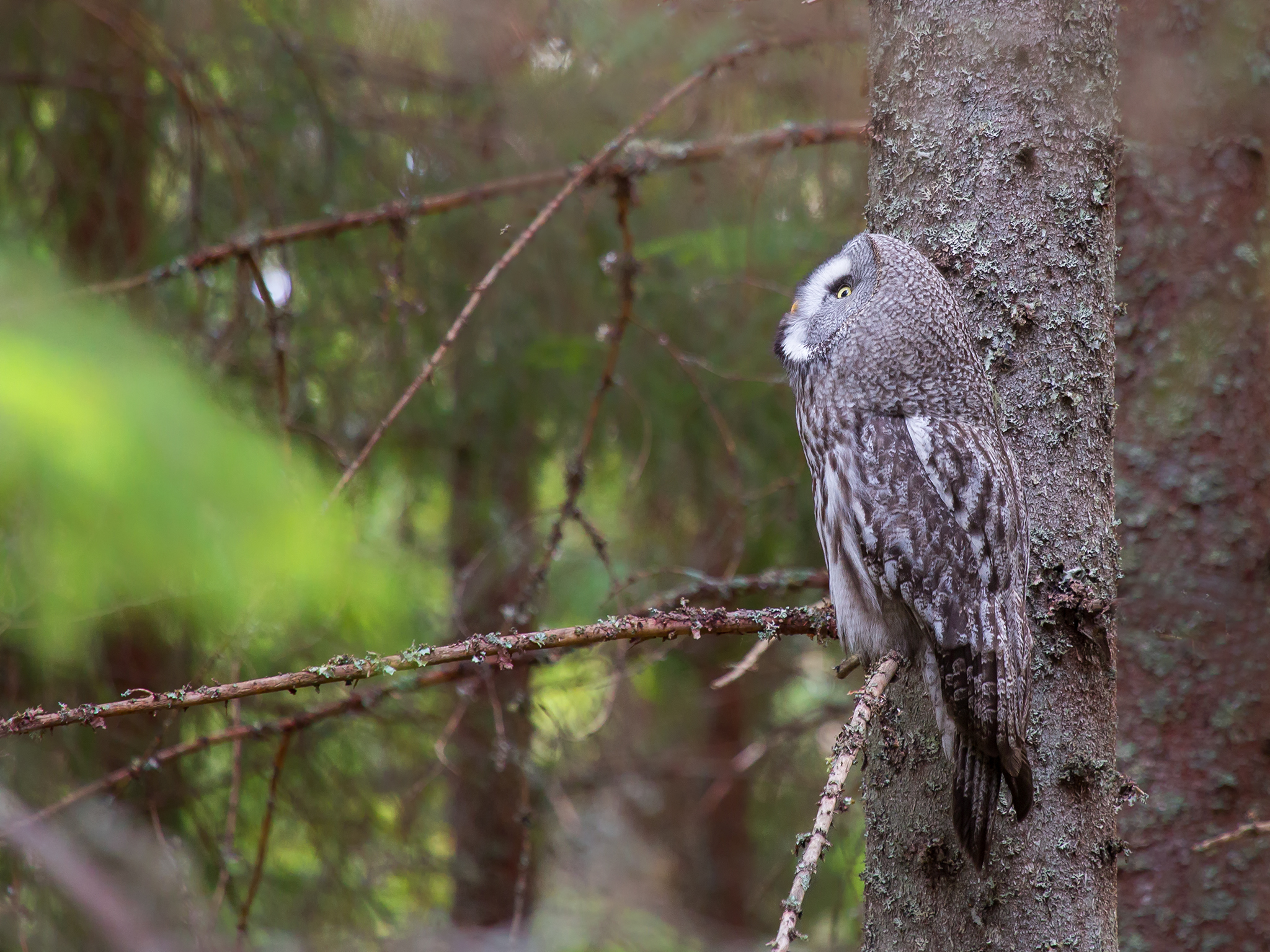 Great Grey Owl  - Strix nebulosa