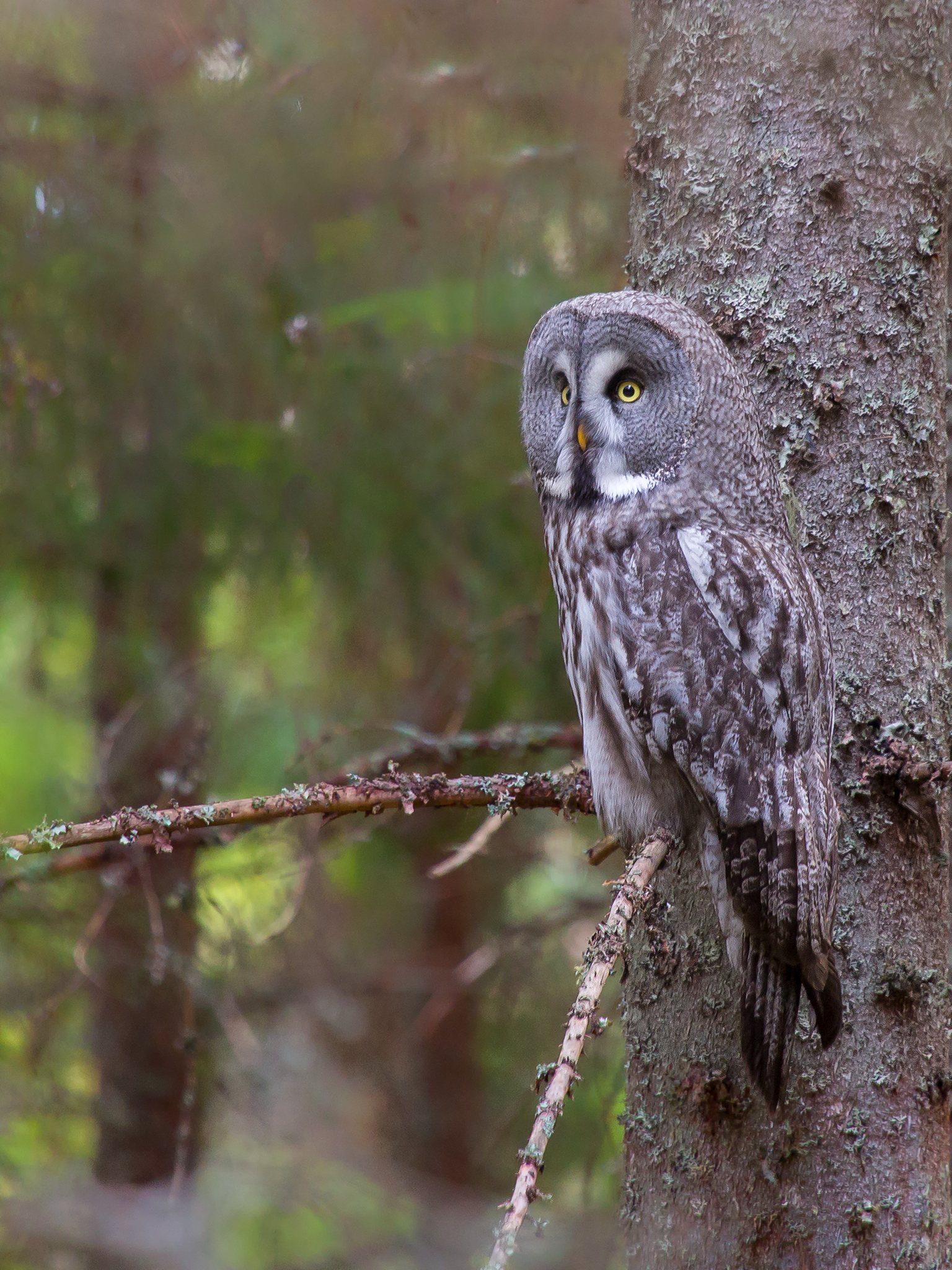 Great Grey Owl  - Strix nebulosa