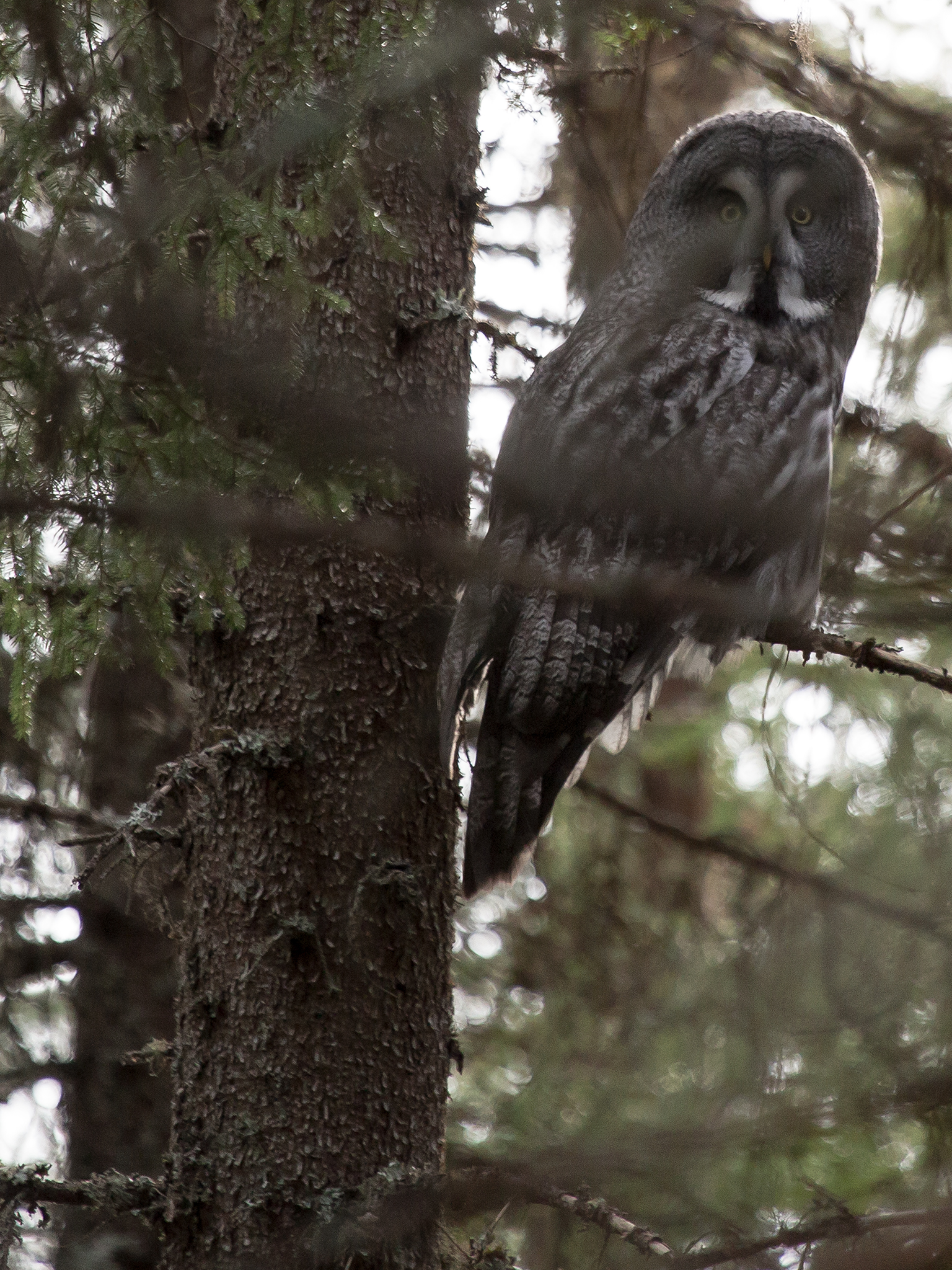 Great Grey Owl  - Strix nebulosa