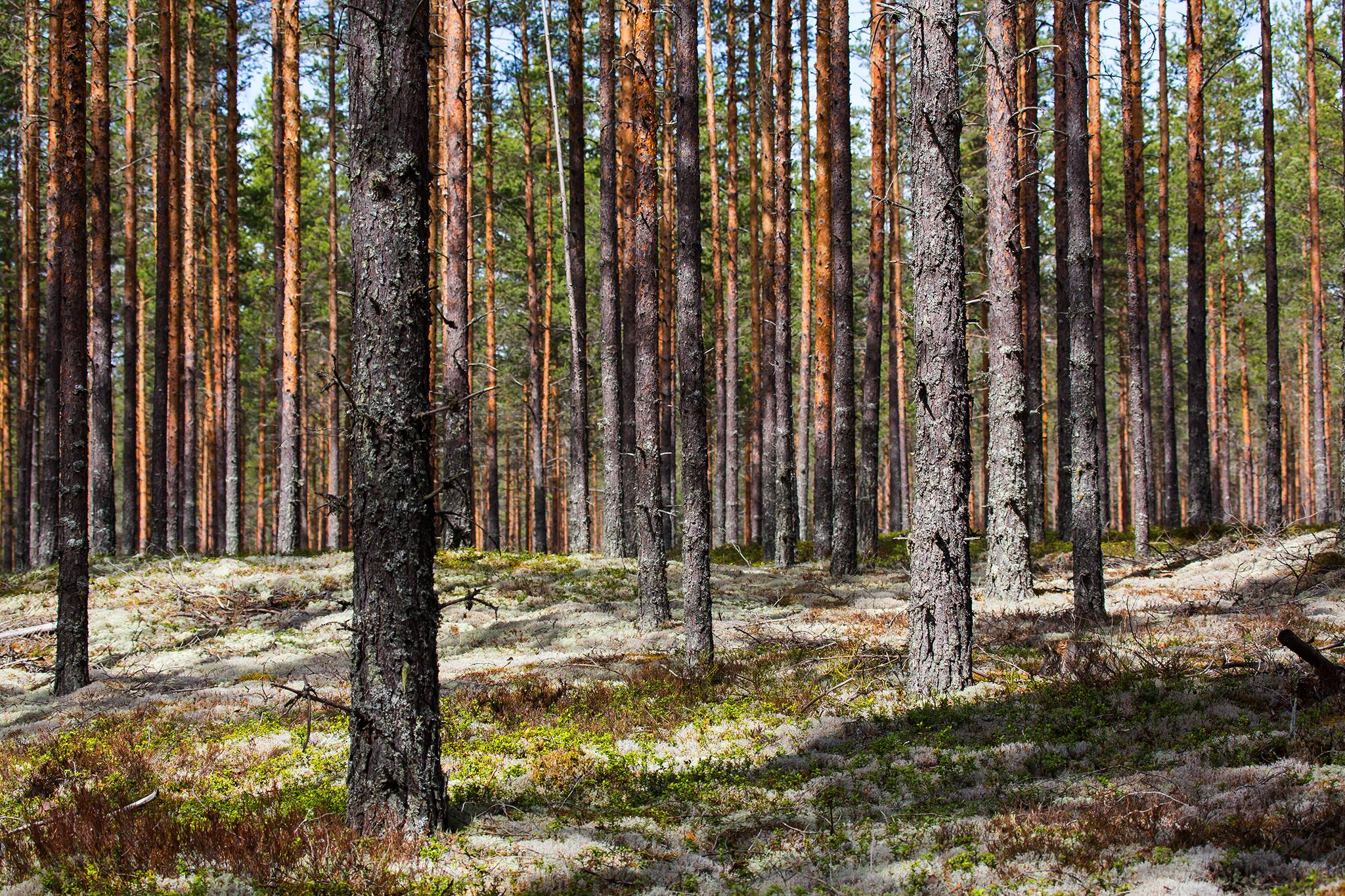   Finnskogen    Elverum  