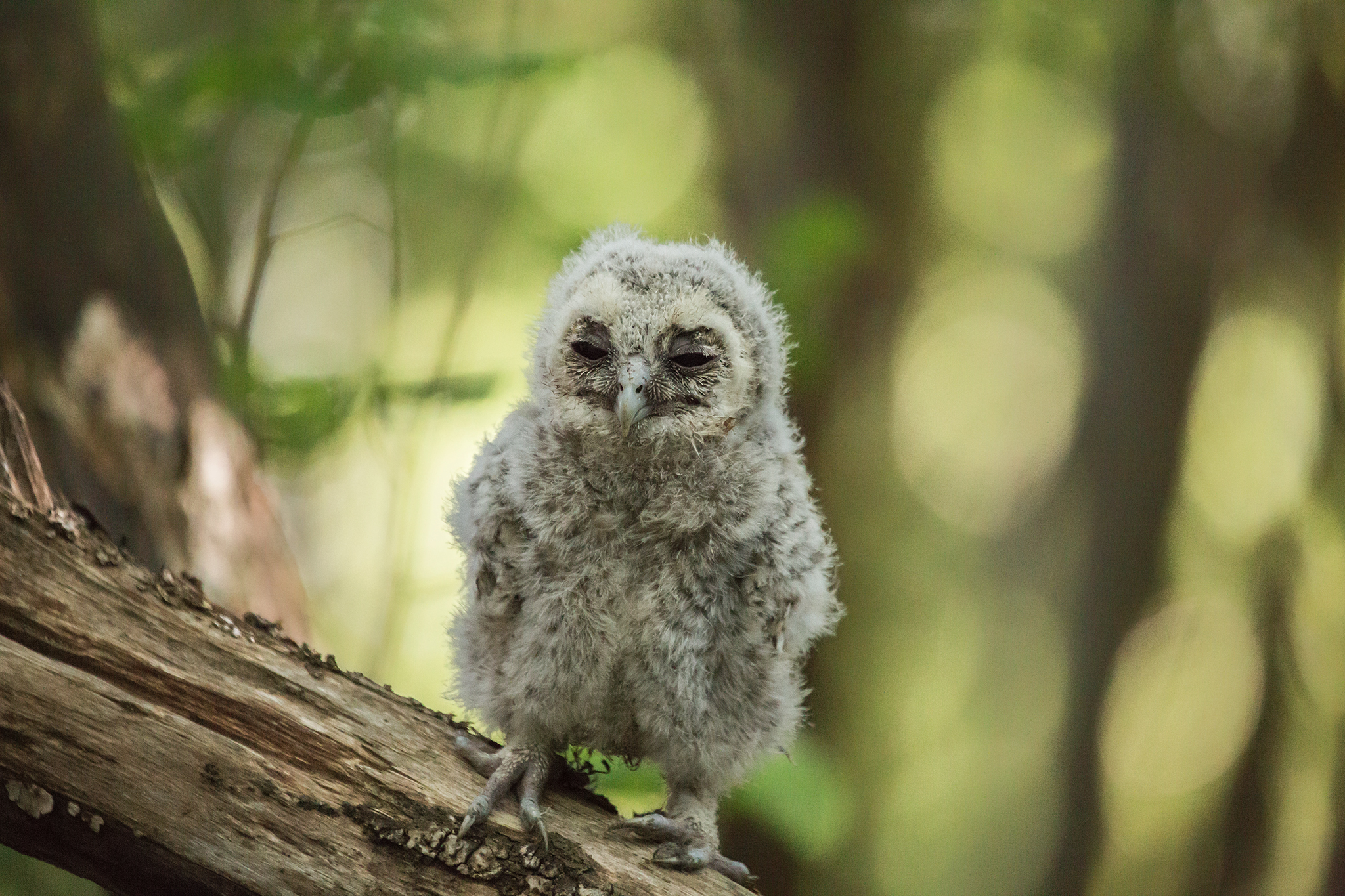 Tawny owl - Strix aluco