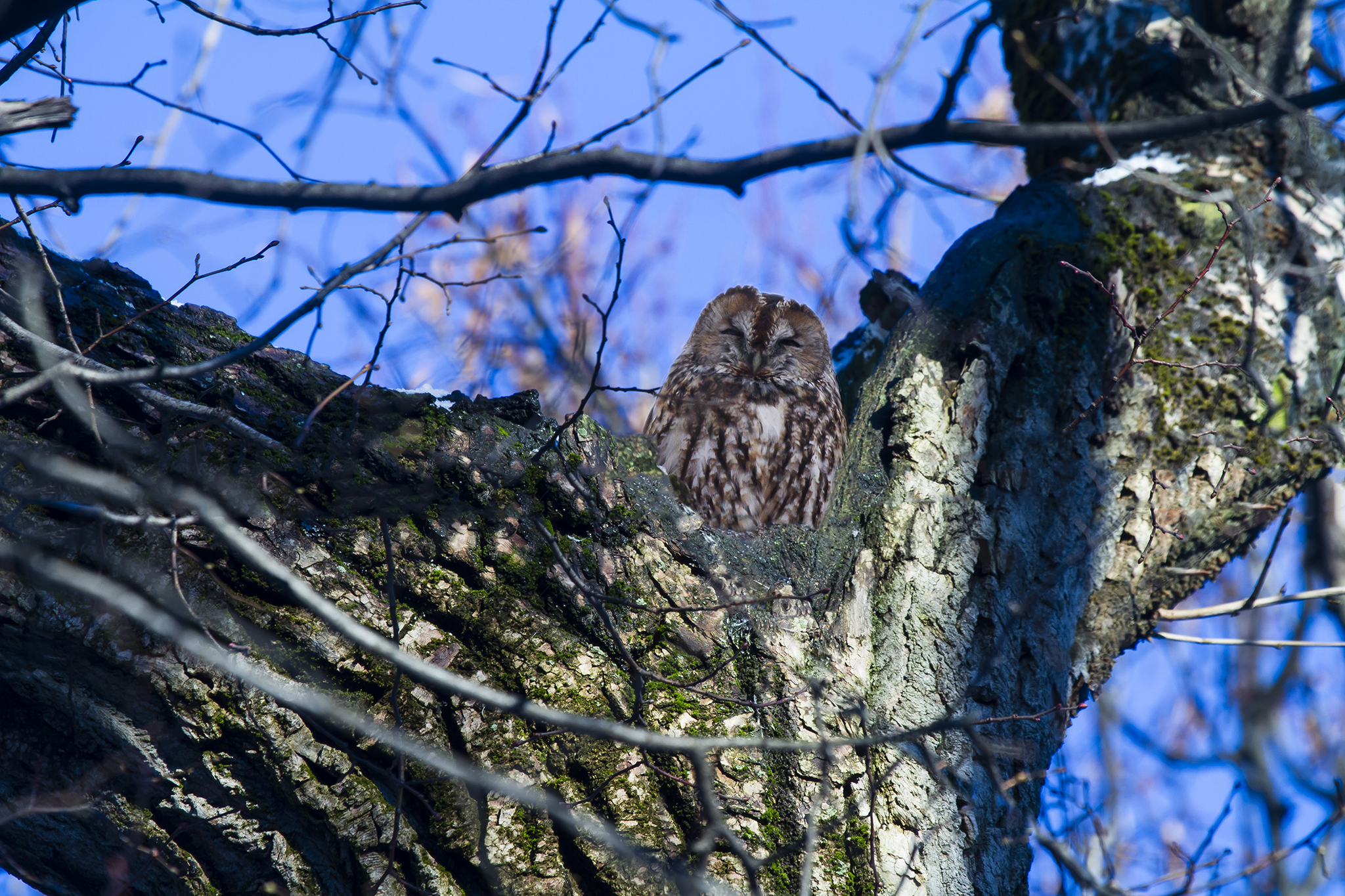 Tawny owl - Strix aluco