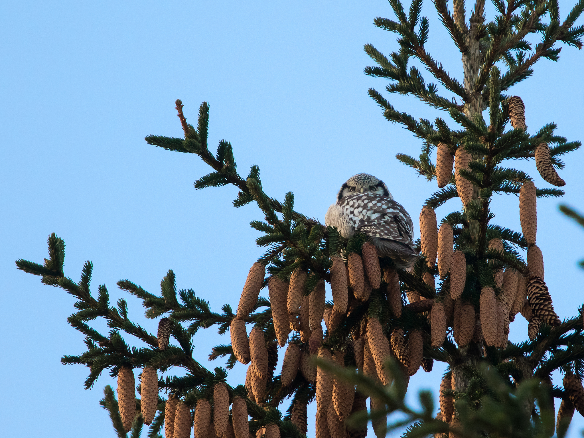 Northern Hawk Owl - Surnia ulula