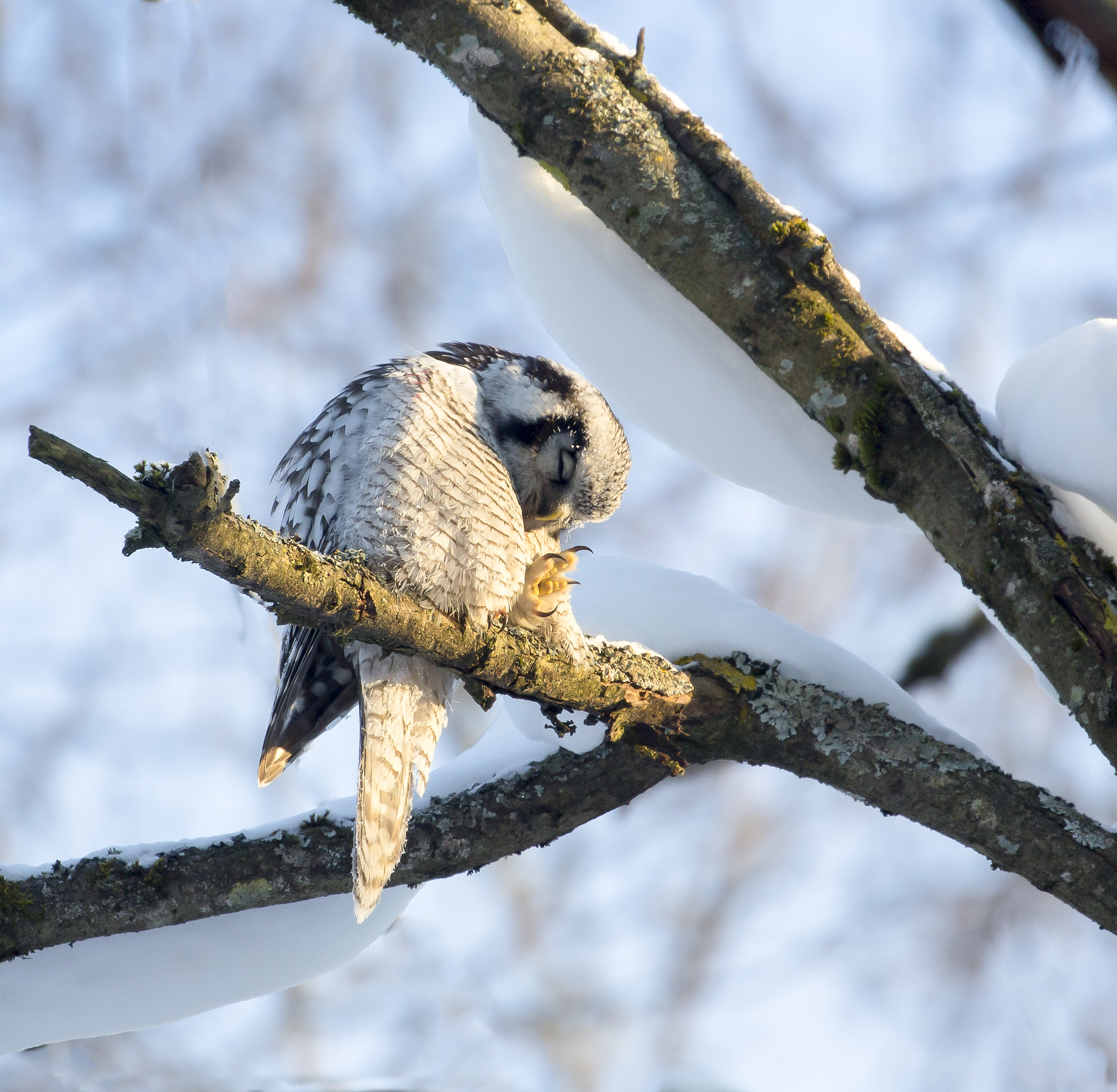 Northern Hawk Owl - Surnia ulula