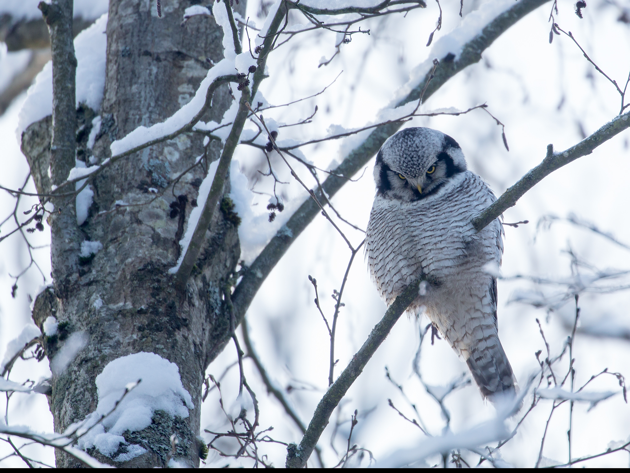 Northern Hawk Owl - Surnia ulula