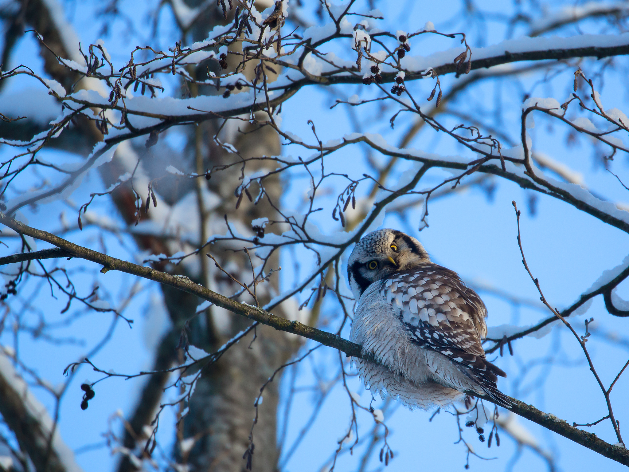 Northern Hawk Owl - Surnia ulula