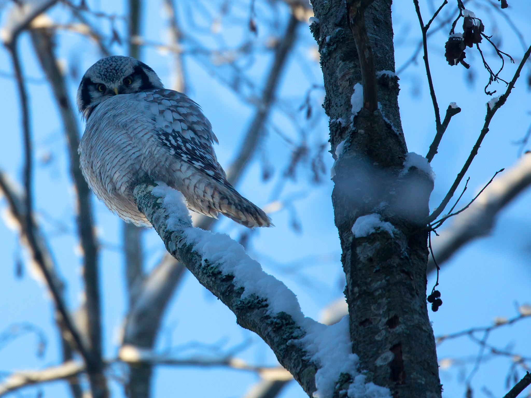 Northern Hawk Owl - Surnia ulula