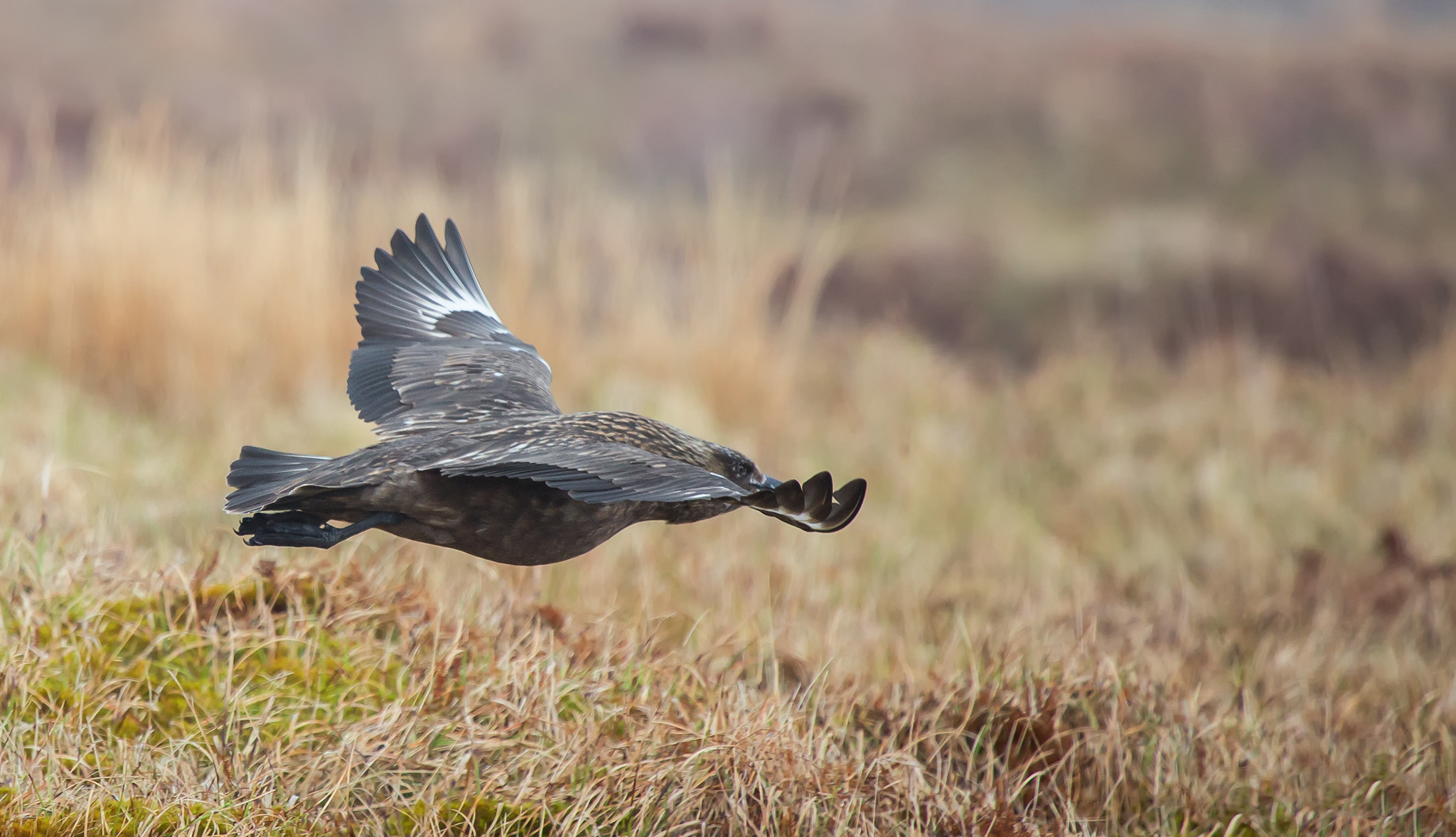    Den jager spesielt den store Havsula, og kan enkelte ganger ta tak i stjerten eller vingen til den flygende fuglen og snu den opp ned.   