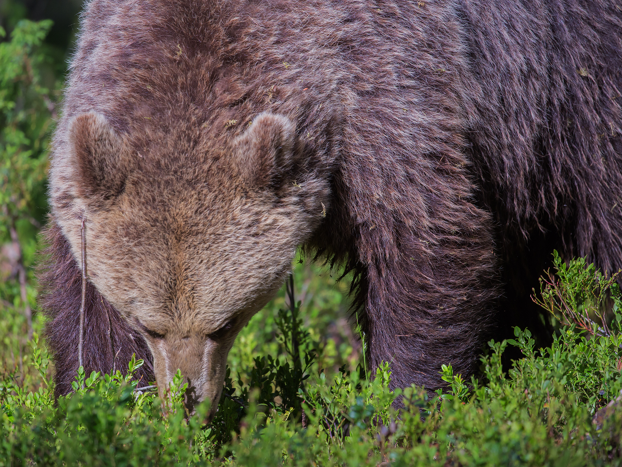   Skjulet i skogen.     I 2015 viste DNA-analysene at det var minst 128 bjørner i Norge. 53 av dem var hunner og 75 var hanner.&nbsp;   