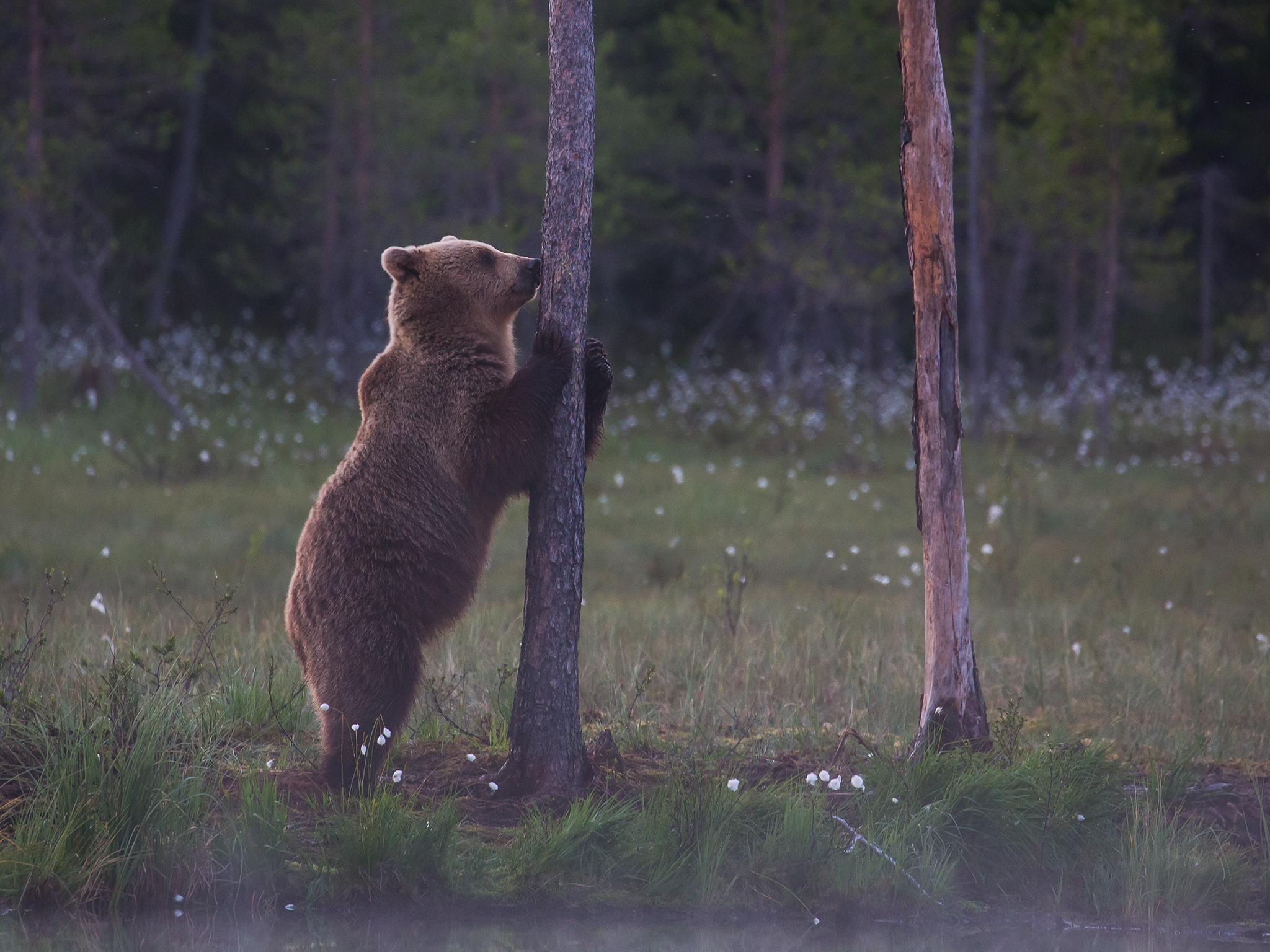   Skjulet ved tjernet     Jakt utryddet nesten bjørnen i Norge     I 1850-60 ble det skutt 200-300 bjørn per år i Norge. Intens jakt både i Norge og Sverige førte til at bjørnebestanden tidlig i forrige århundre nesten var utryddet i størsteparten av