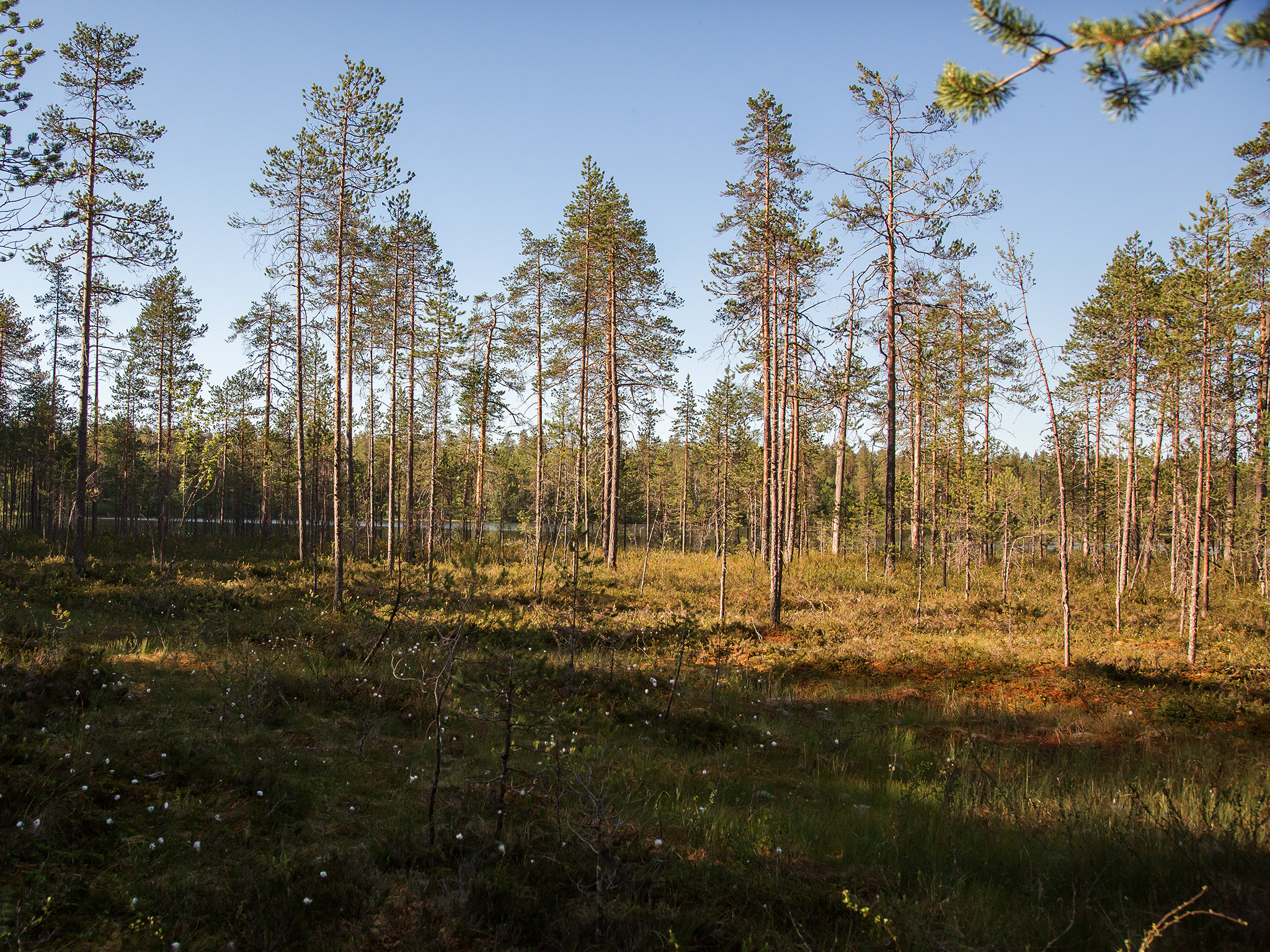   Litt rart å tenke på at skogen jeg står i her nord i Finland, strekker seg fra Norge og går gjennom hele Russland.  