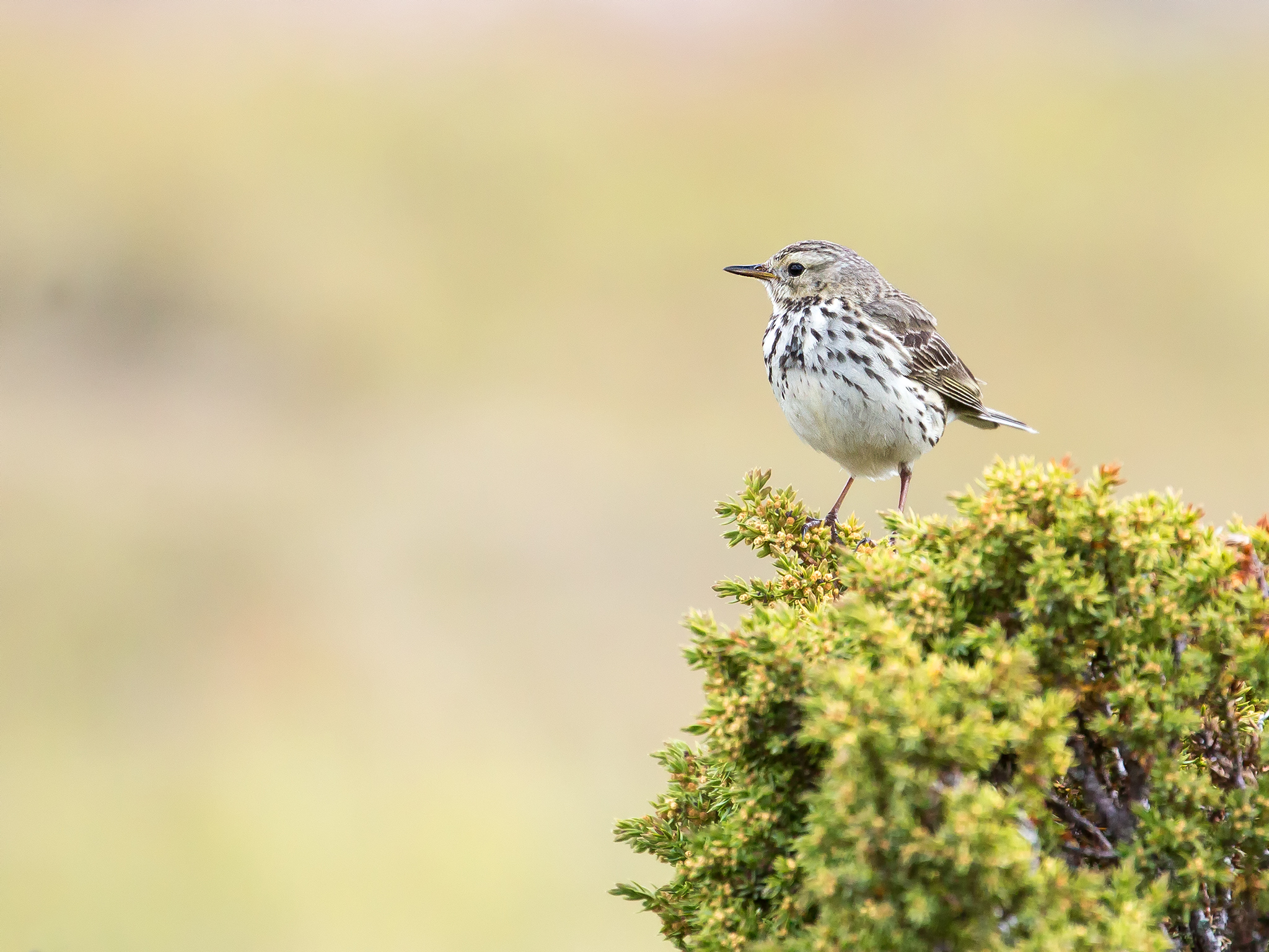   Heipiplerke     Heipiplerka er en av de vanligste fugleartene i Norge, og bestanden har blitt regna til godt over 1 million par. Den trives best til fjells i område med lite vegetasjon      Dovrefjell, Fostumyra   