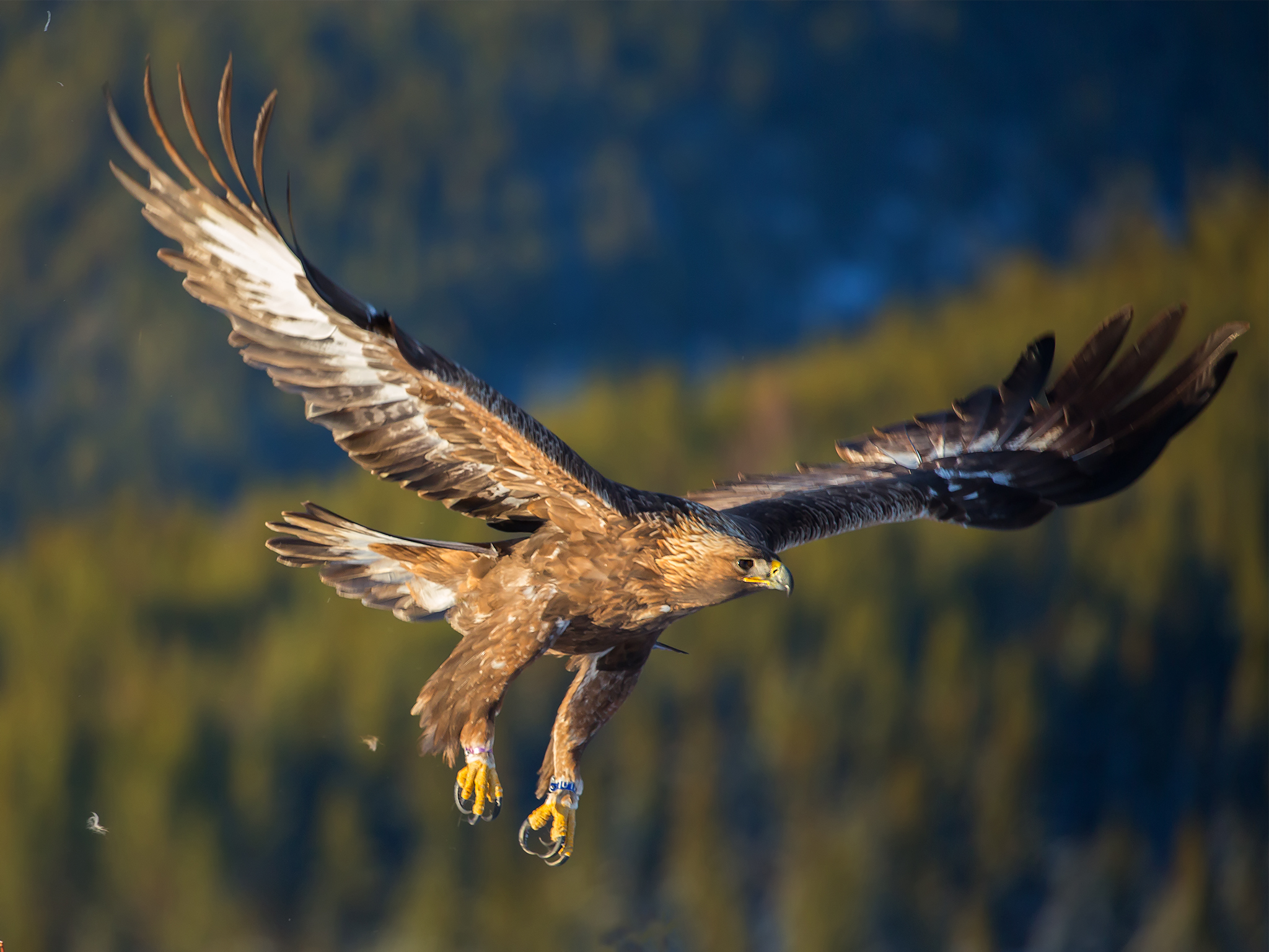   Kongeørn er Norges nest største rovfugl kan veie rundt 6 kg.    Vassfaret 2017.  