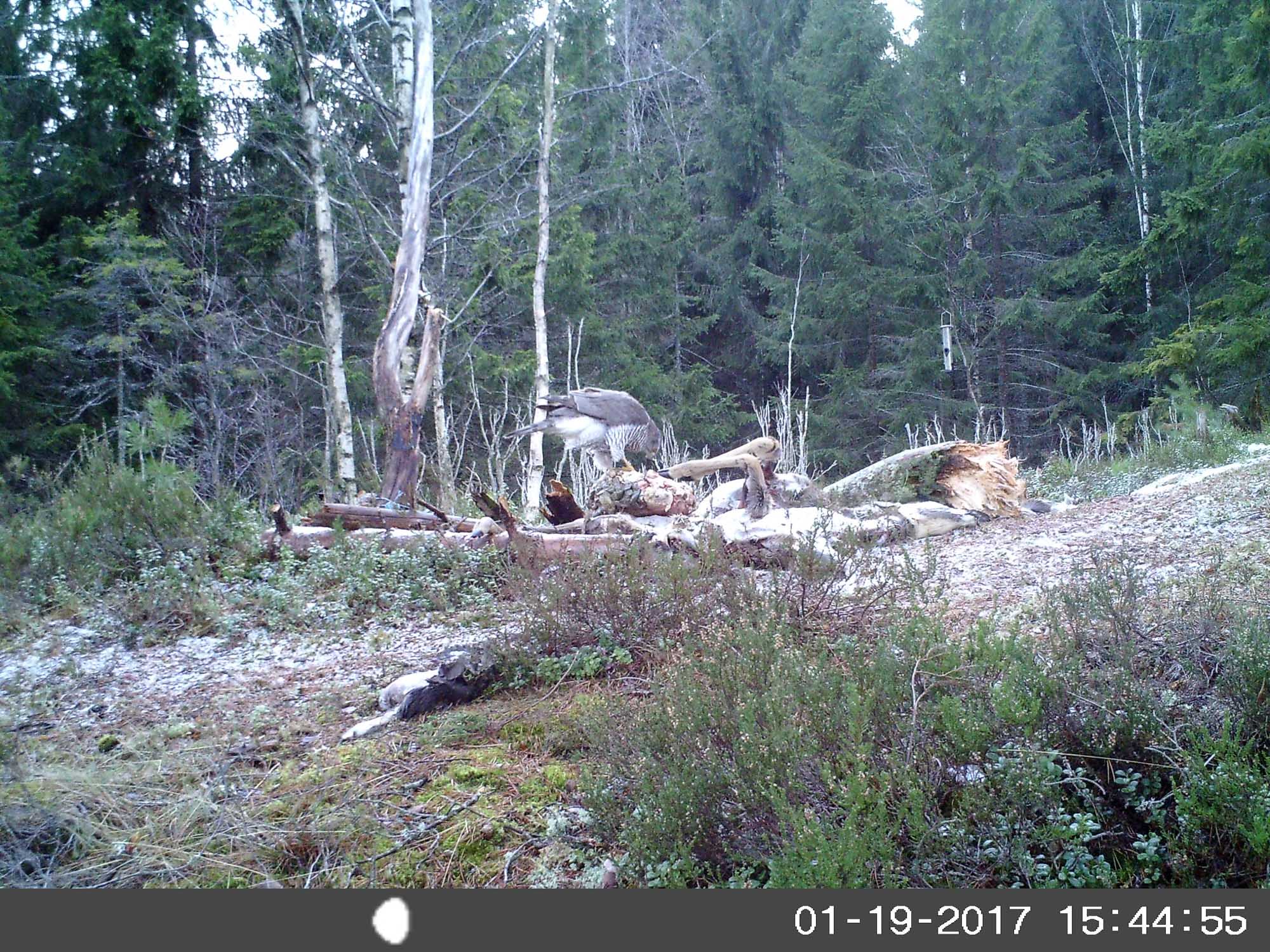   Da ser det ut som en ny og voksen Hauk har slått seg ned ved skogskjulet. Dato og klokkeslett står nederst på bildet.    Bildet er tatt med viltkamera.  