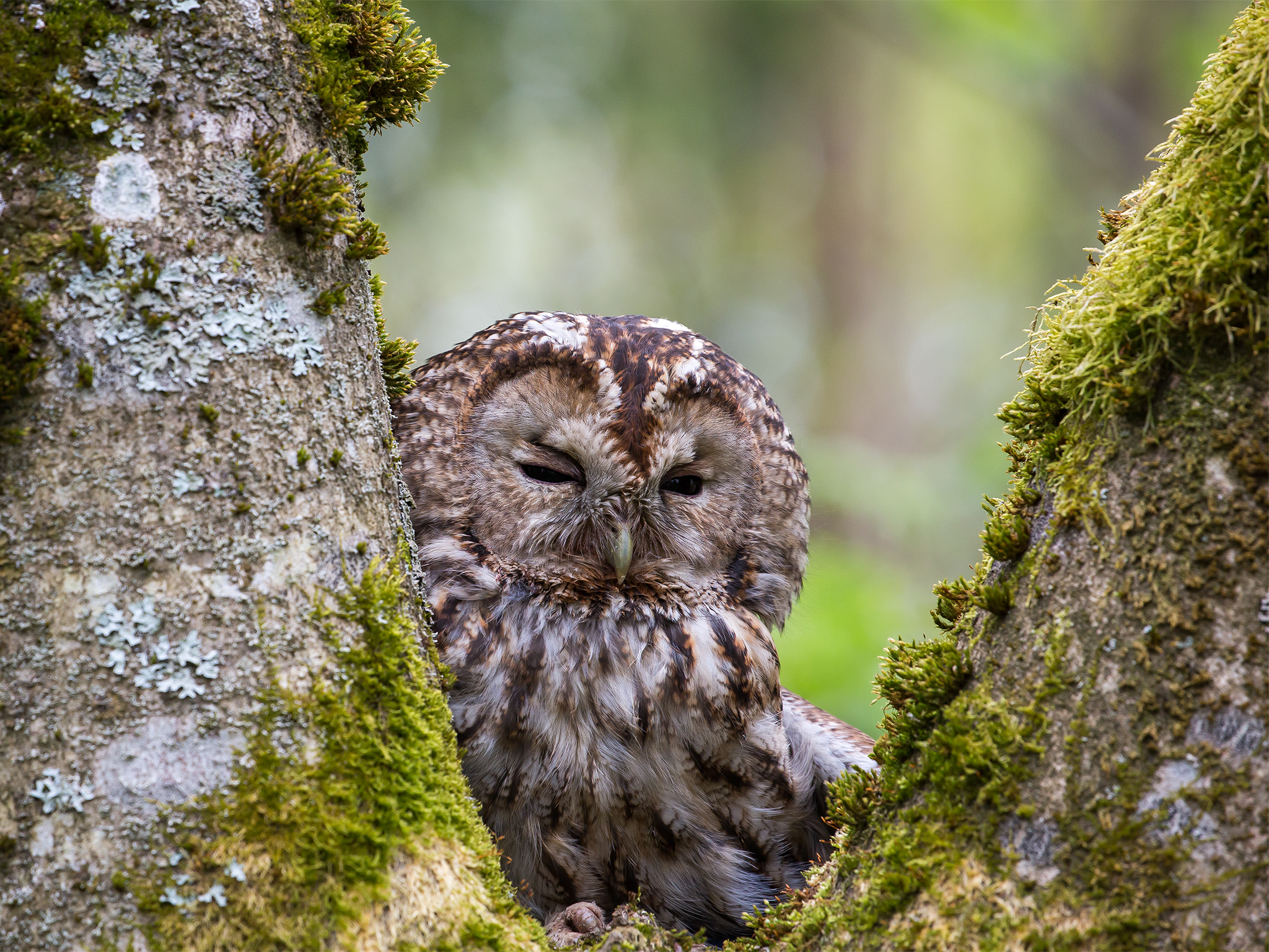 Tawny owl - Strix aluco