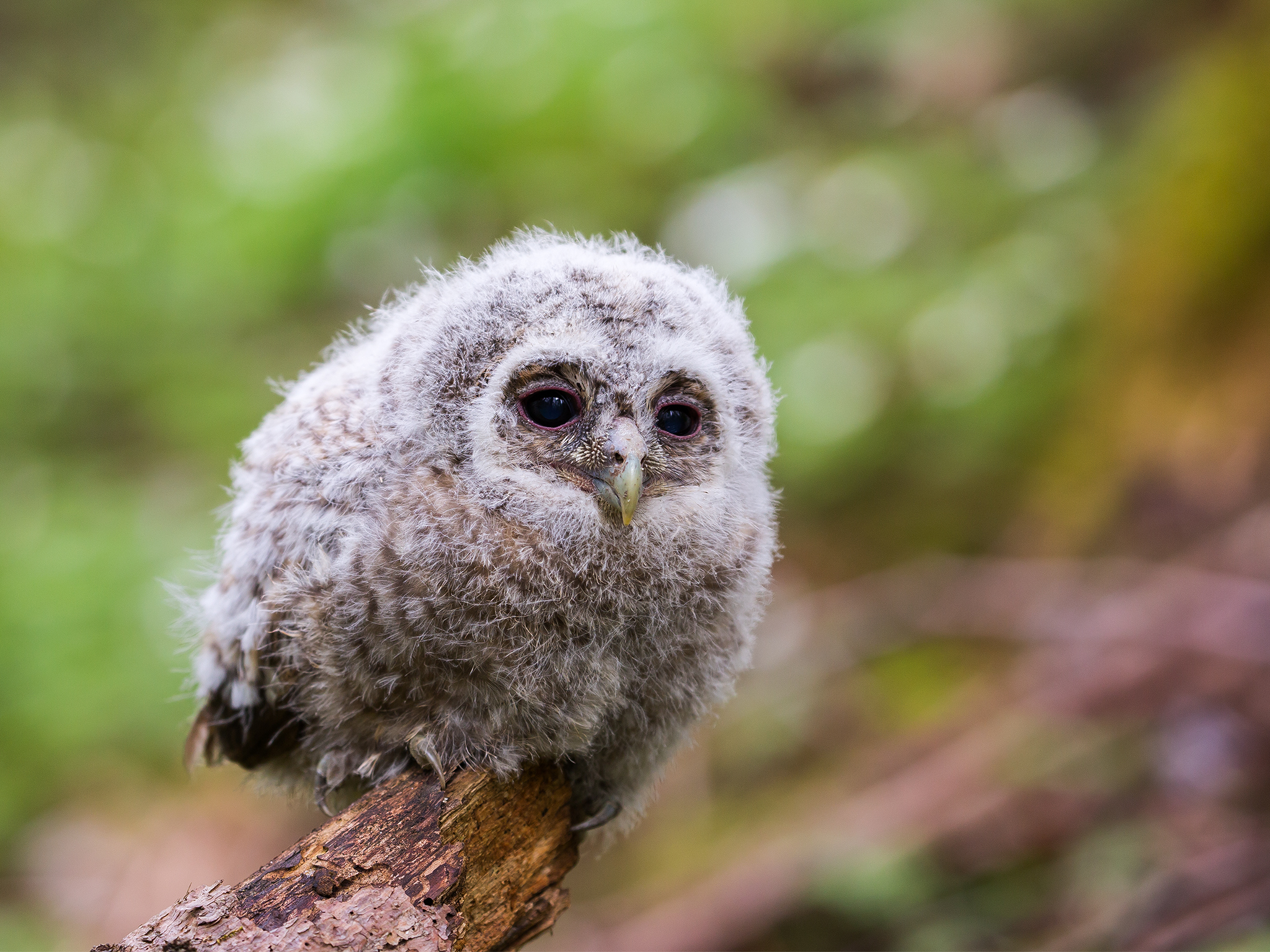 Tawny owl - Strix aluco