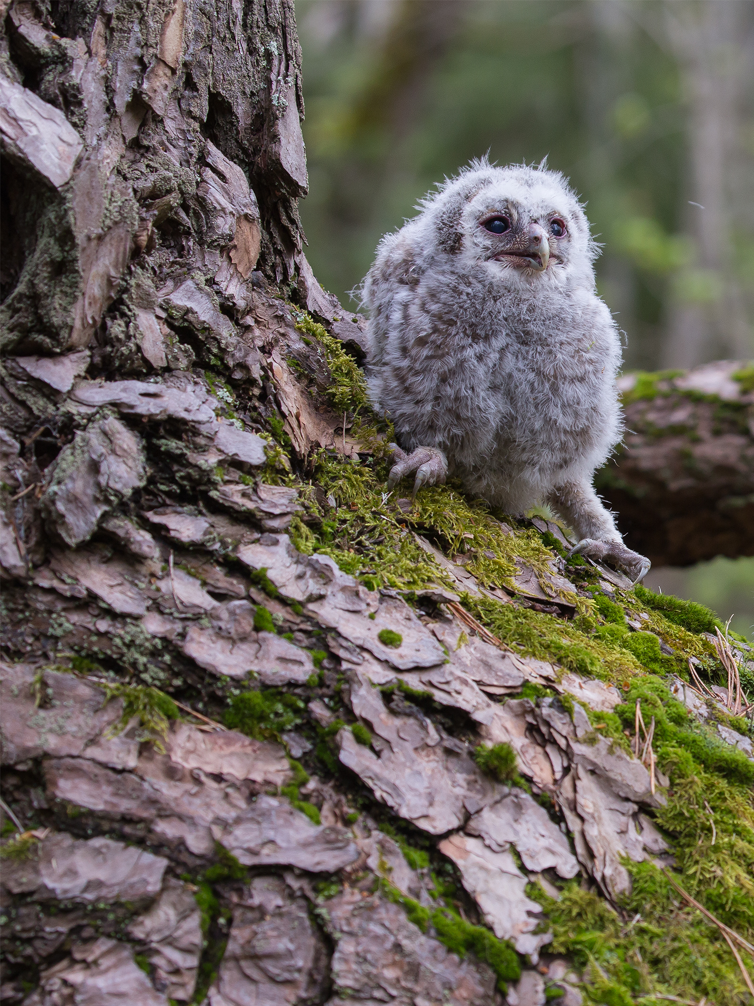 Tawny owl - Strix aluco