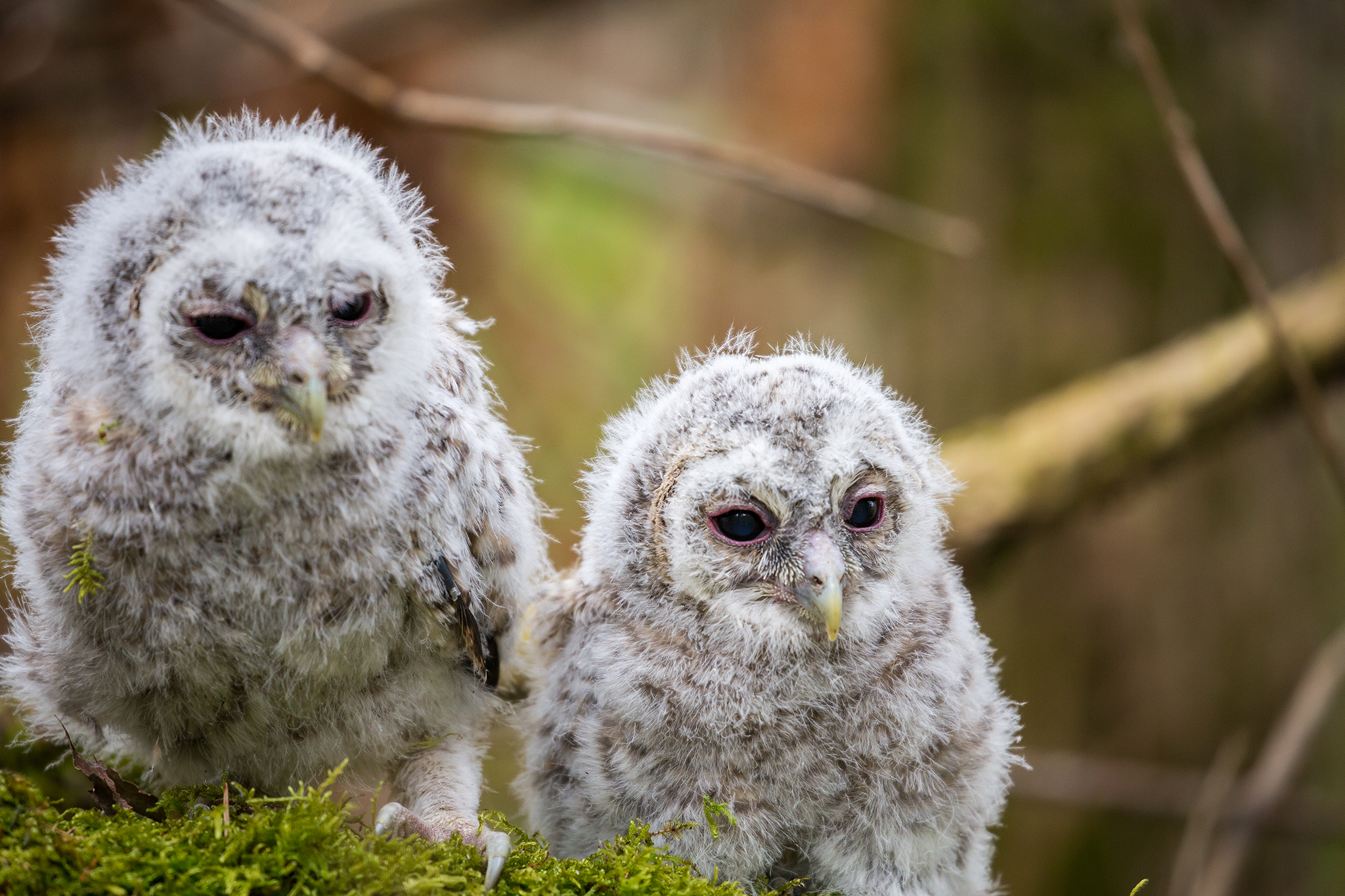 Tawny owl - Strix aluco