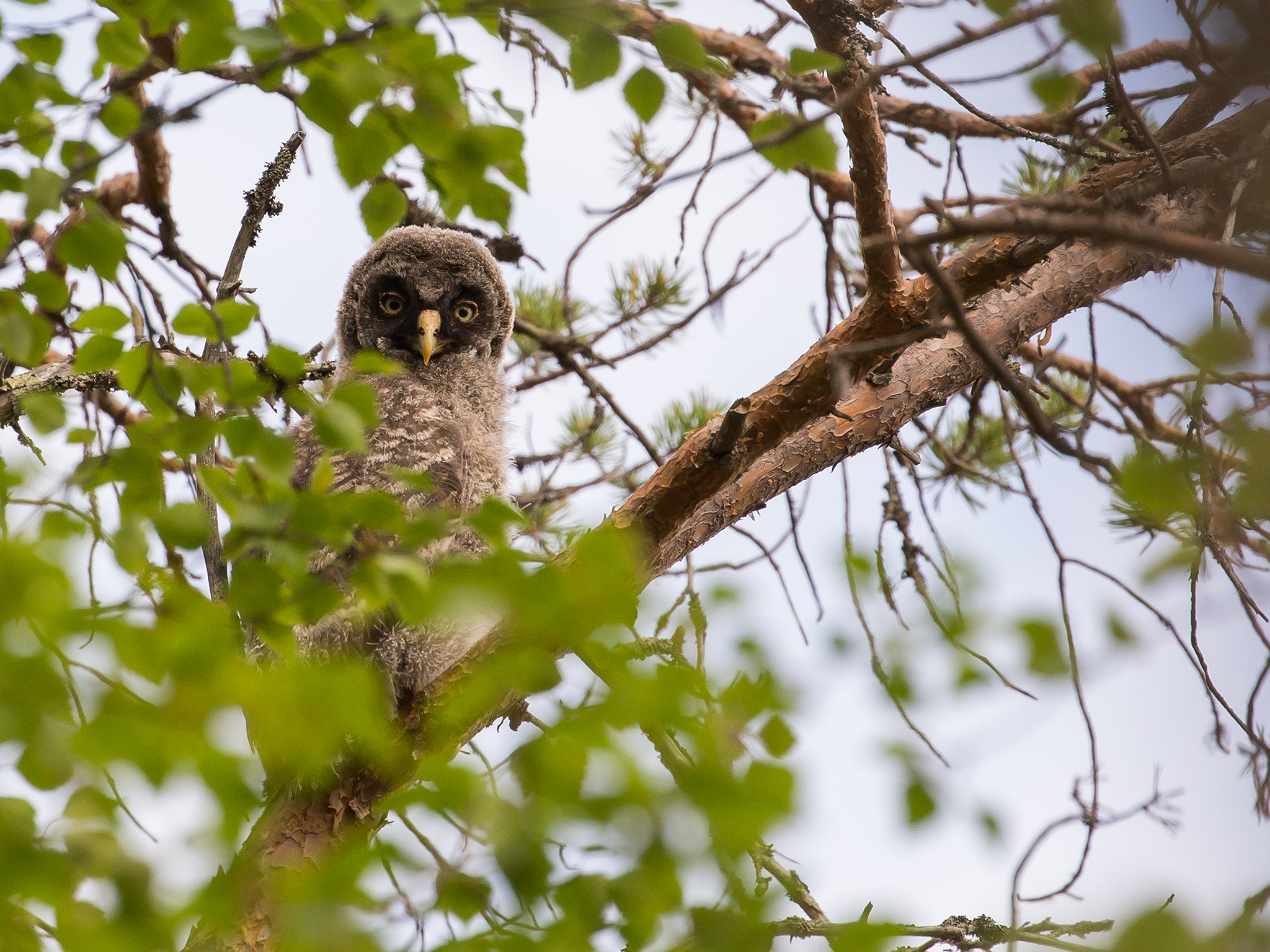 Great Grey Owl  - Strix nebulosa