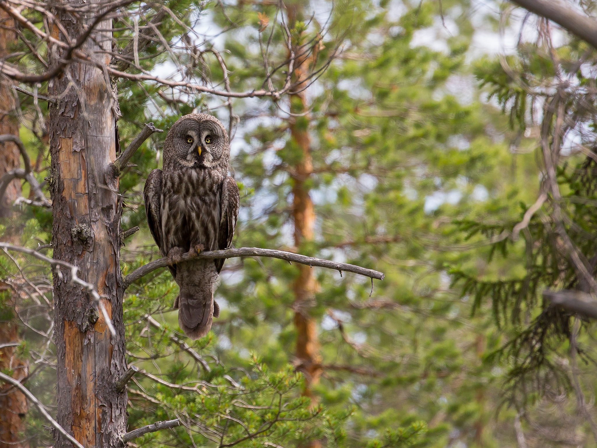 Great Grey Owl  - Strix nebulosa