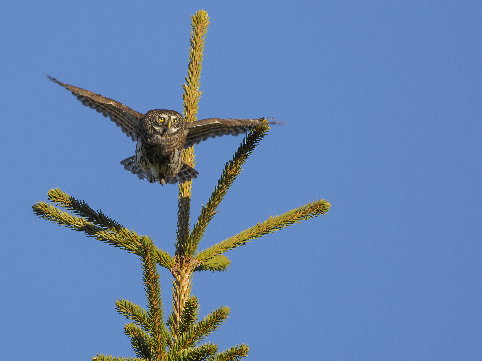 Pygmy Owl  - Glaucidium passerinum