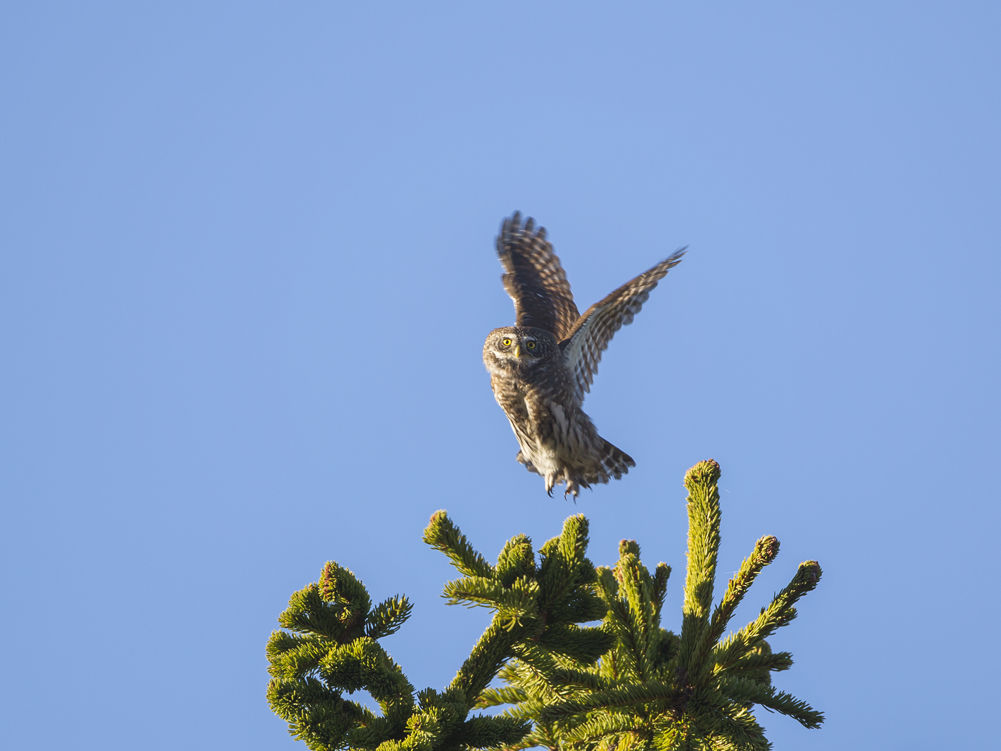 Pygmy Owl  - Glaucidium passerinum