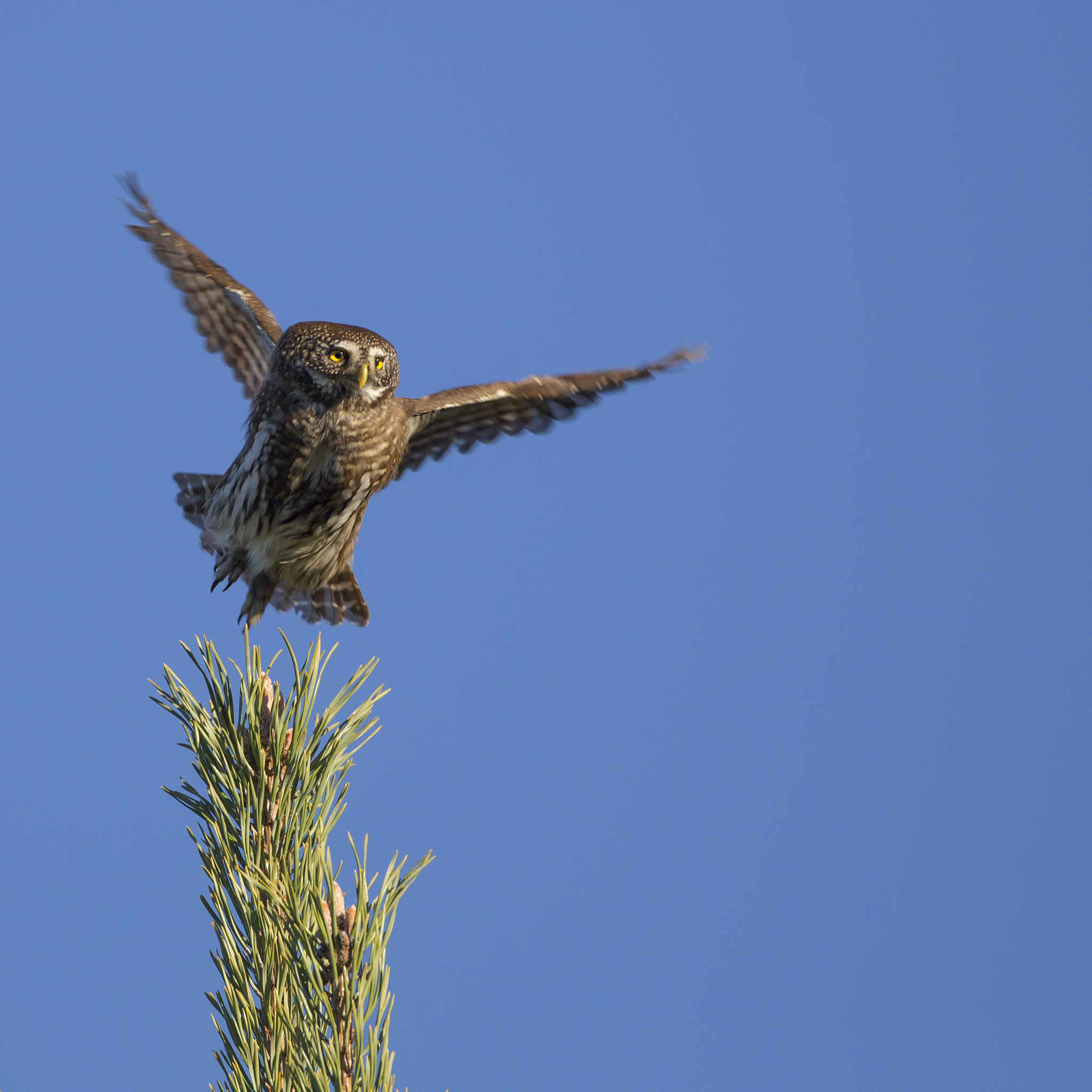 Pygmy Owl  - Glaucidium passerinum