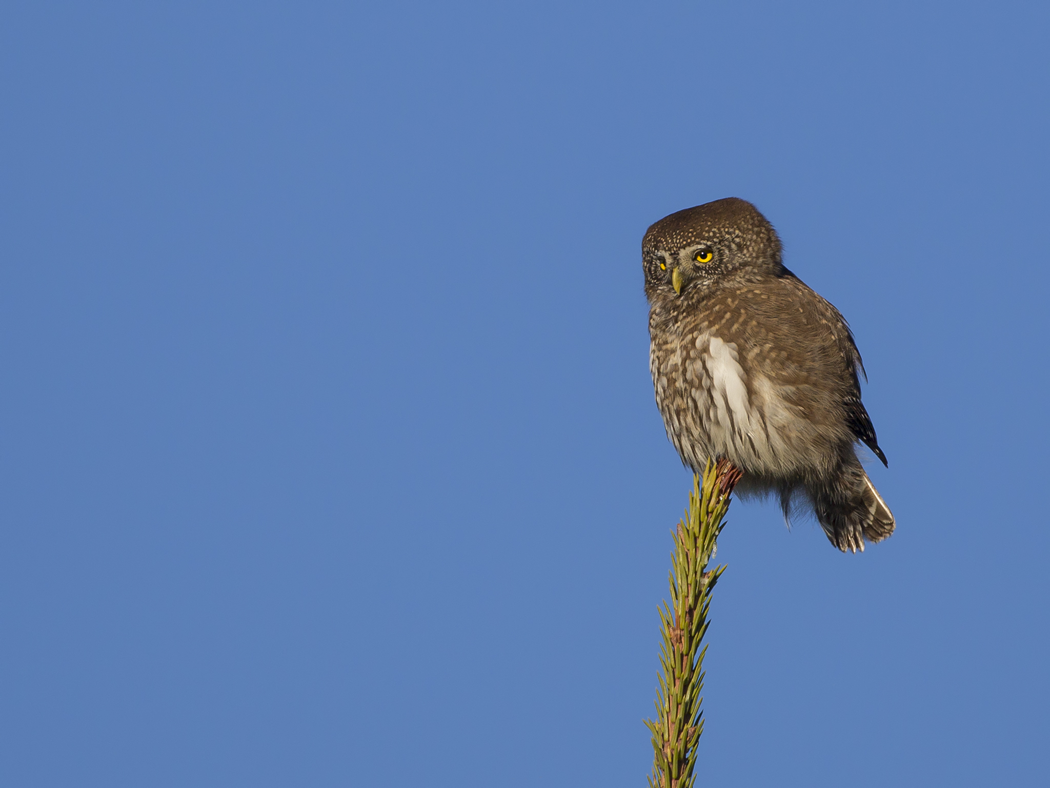 Pygmy Owl  - Glaucidium passerinum