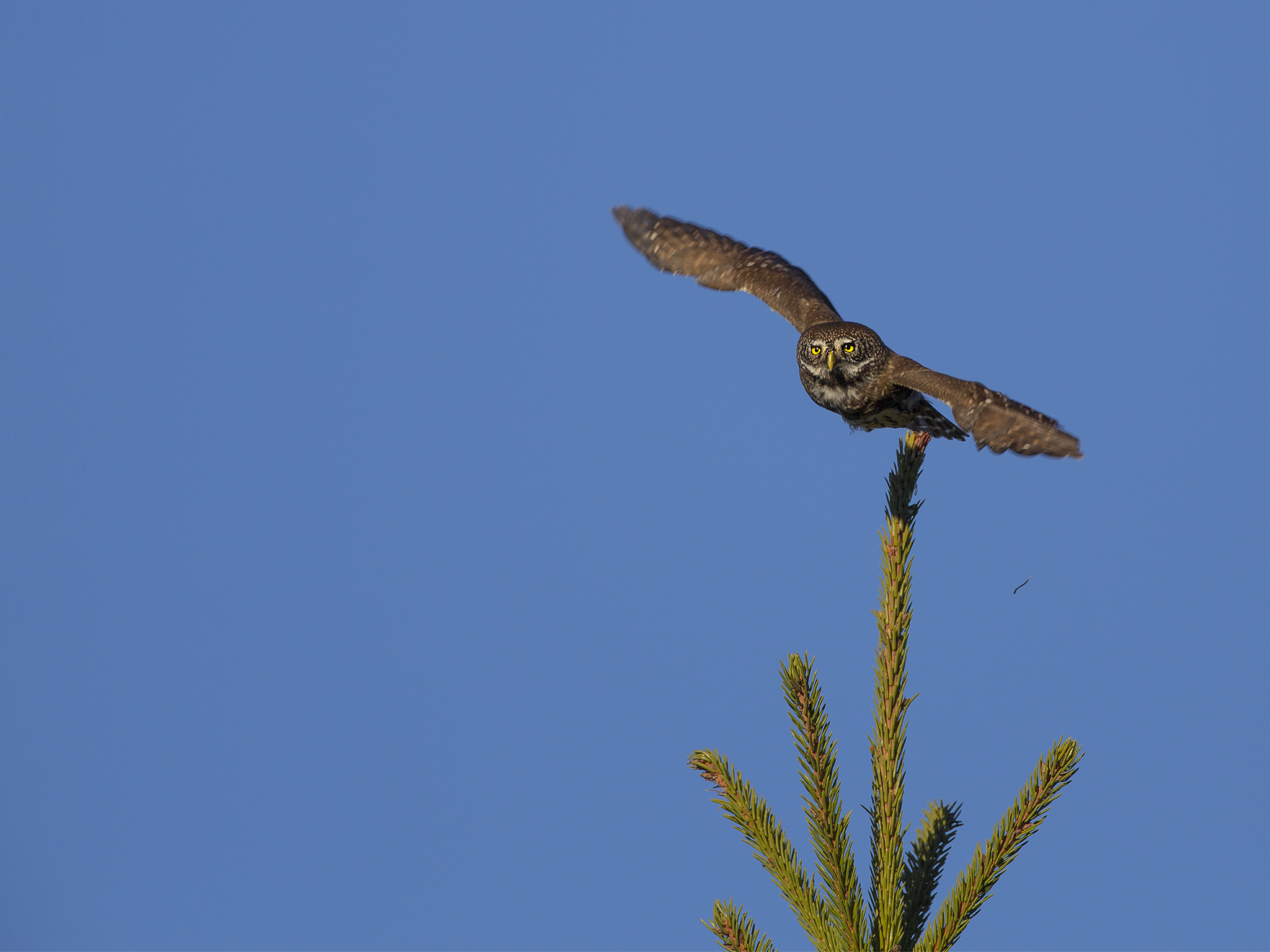 Pygmy Owl  - Glaucidium passerinum