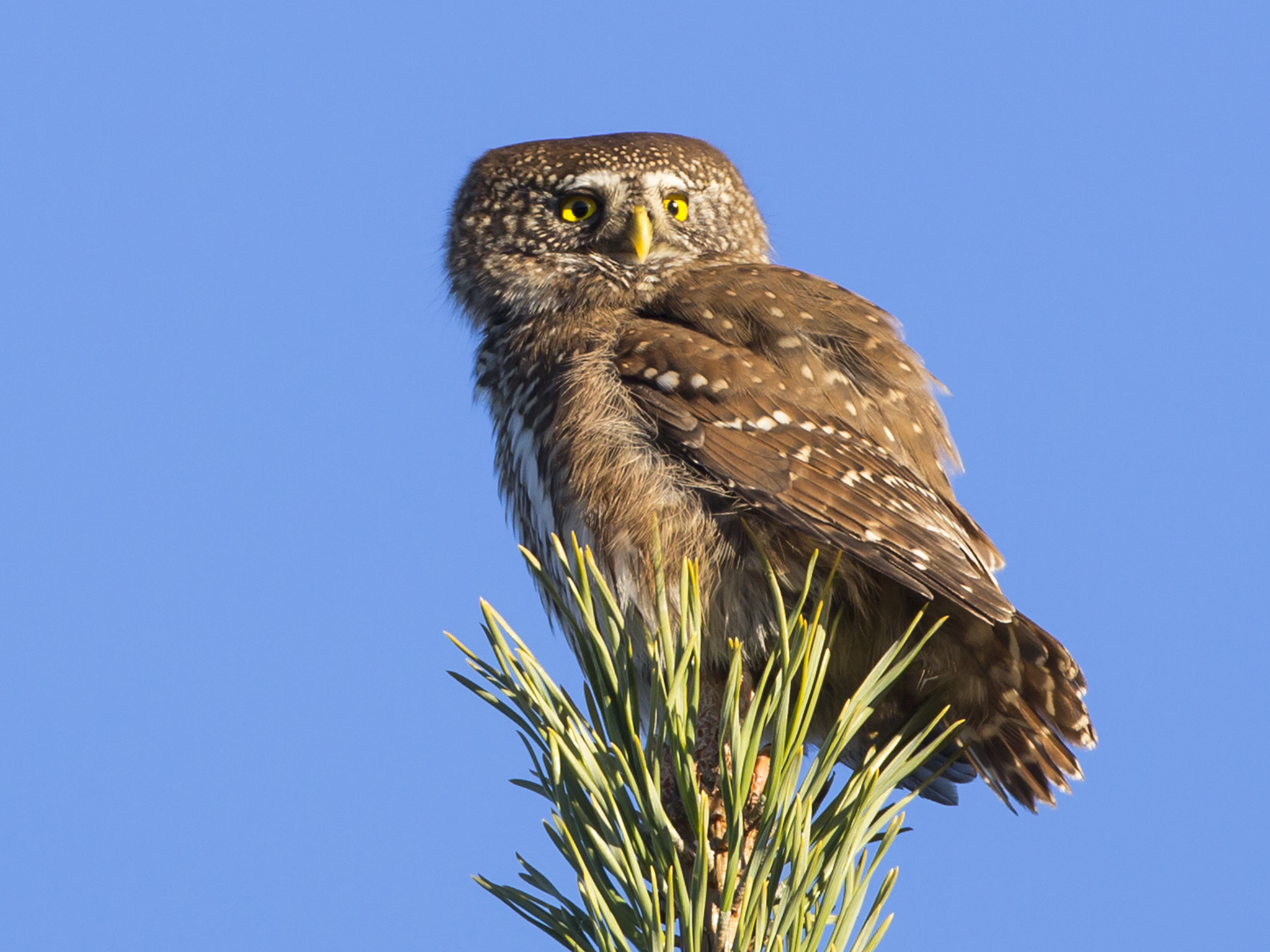 Pygmy Owl  - Glaucidium passerinum