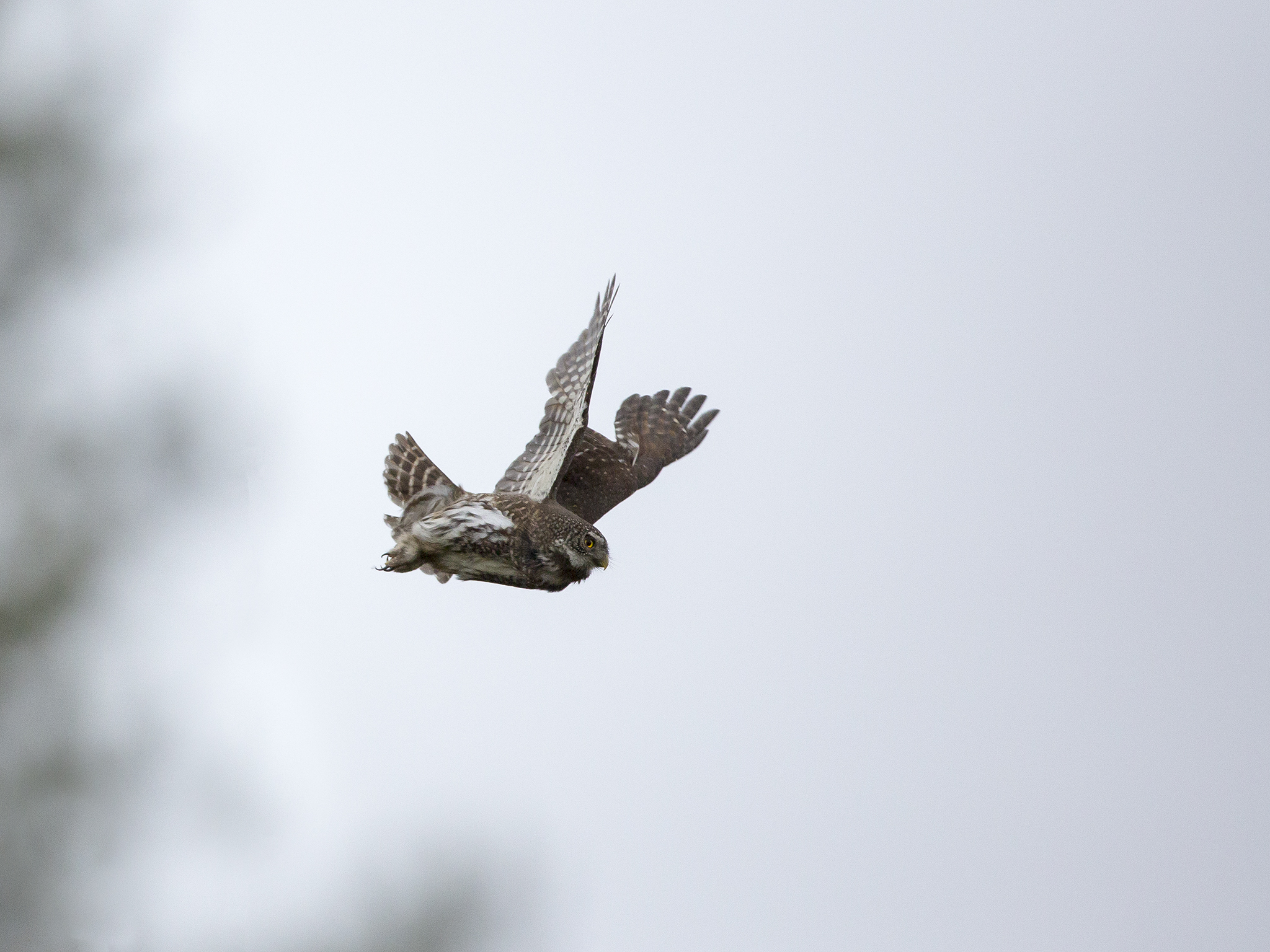 Pygmy Owl  - Glaucidium passerinum