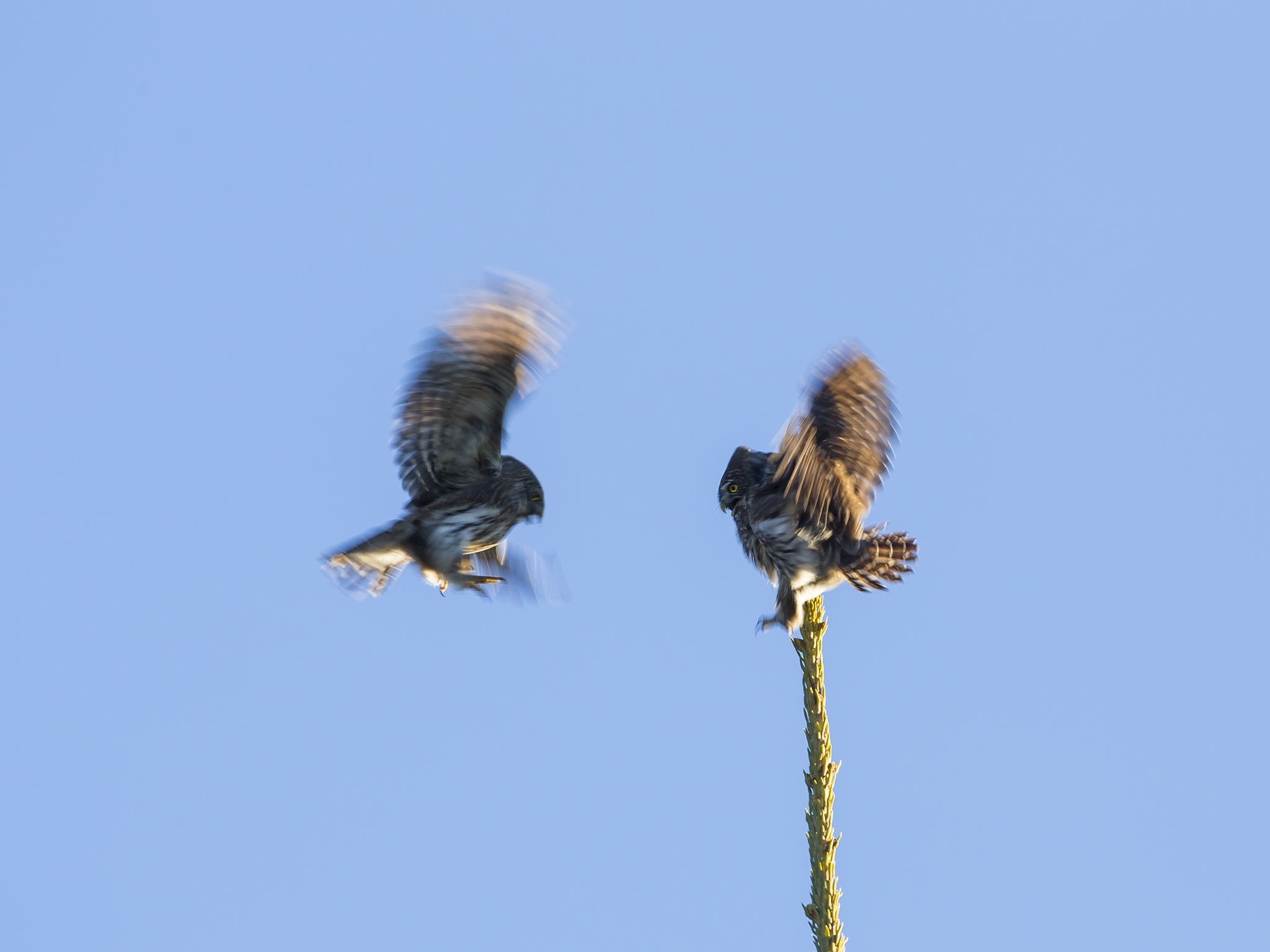 Pygmy Owl  - Glaucidium passerinum