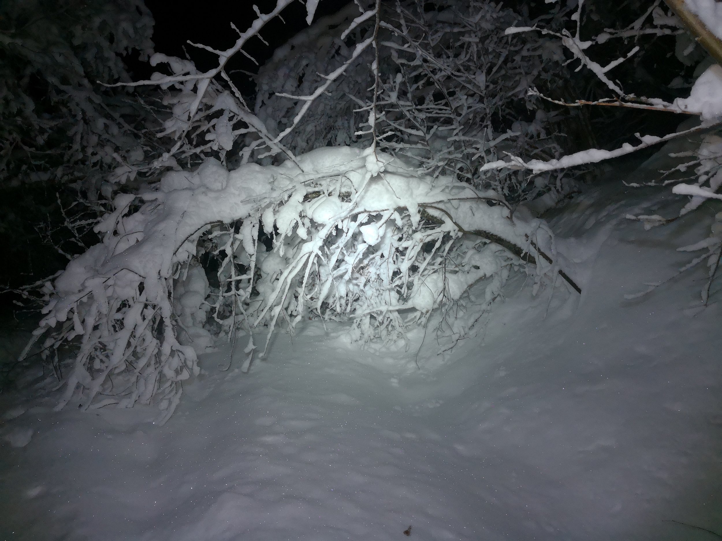   Sto opp kl. 5.45 i dag, gikk innover i skogen mot bua mi. Det var nesten som å gå i en snøjungel, da trærne hadde veltet seg over veien av den tunge snøen.     2018 Jan  