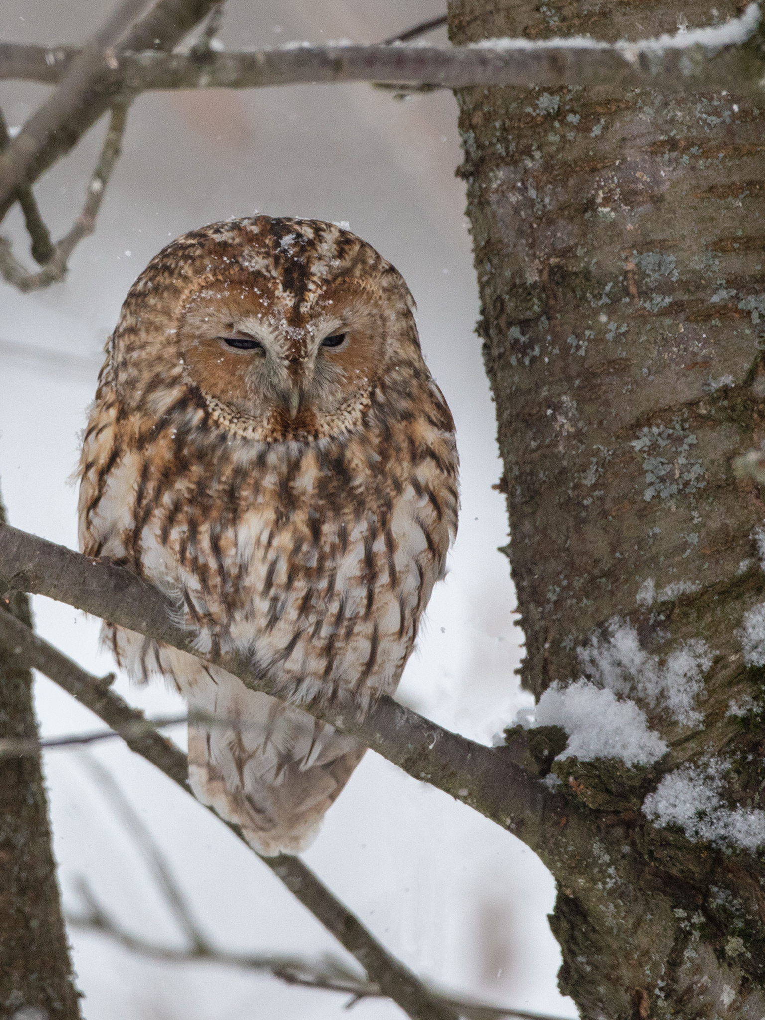 Tawny owl - Strix aluco