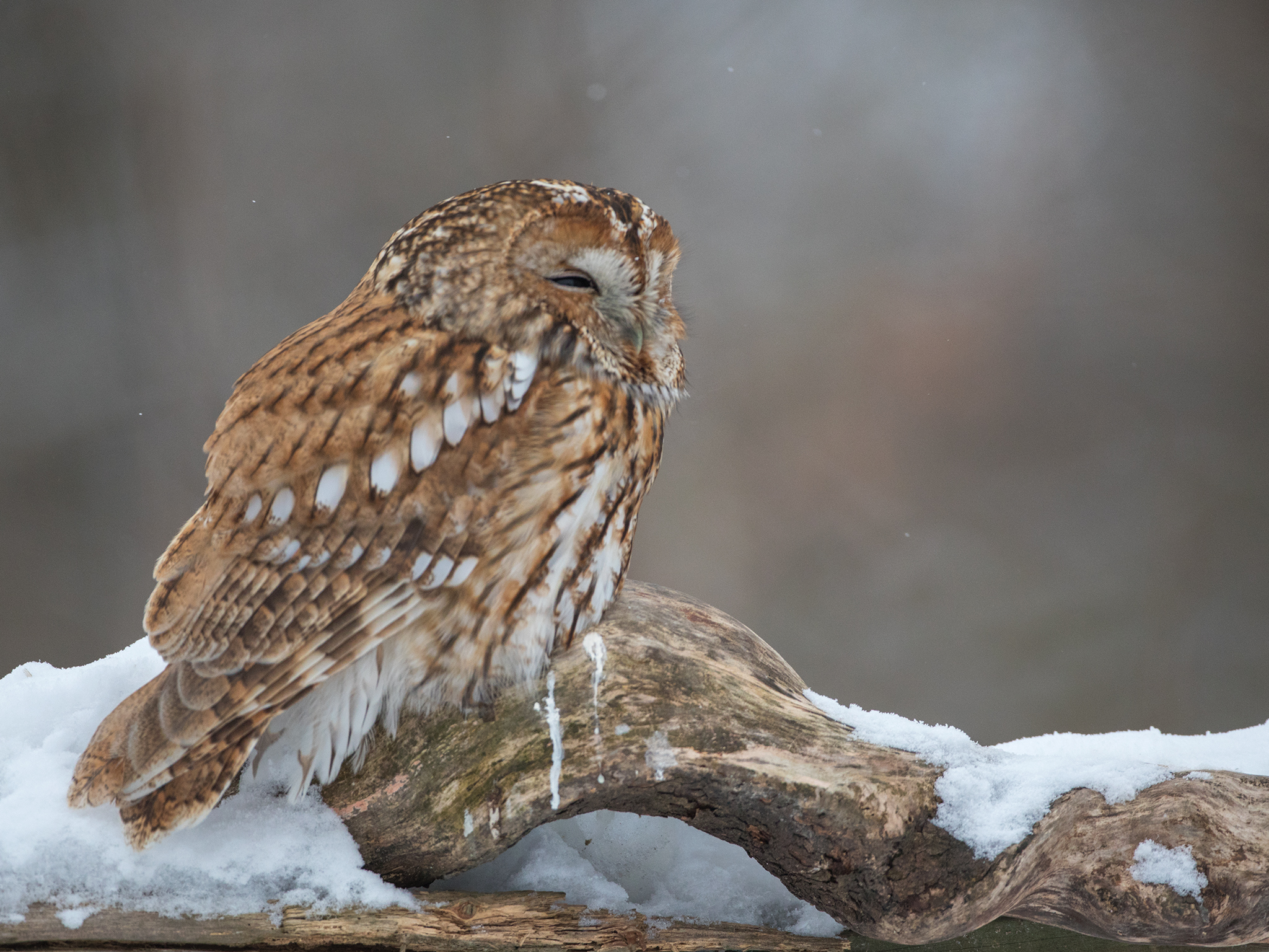 Tawny owl - Strix aluco