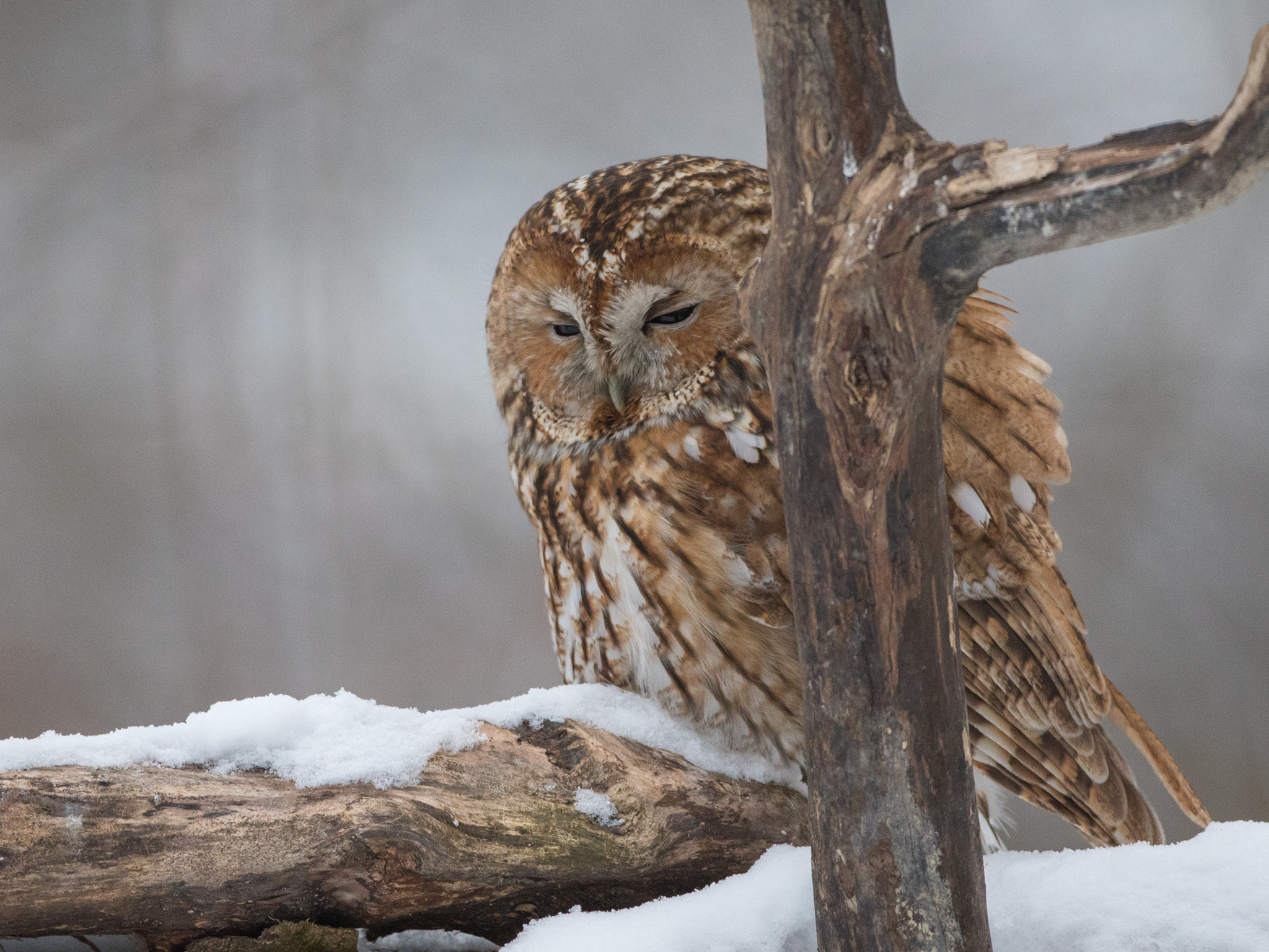 Tawny owl - Strix aluco