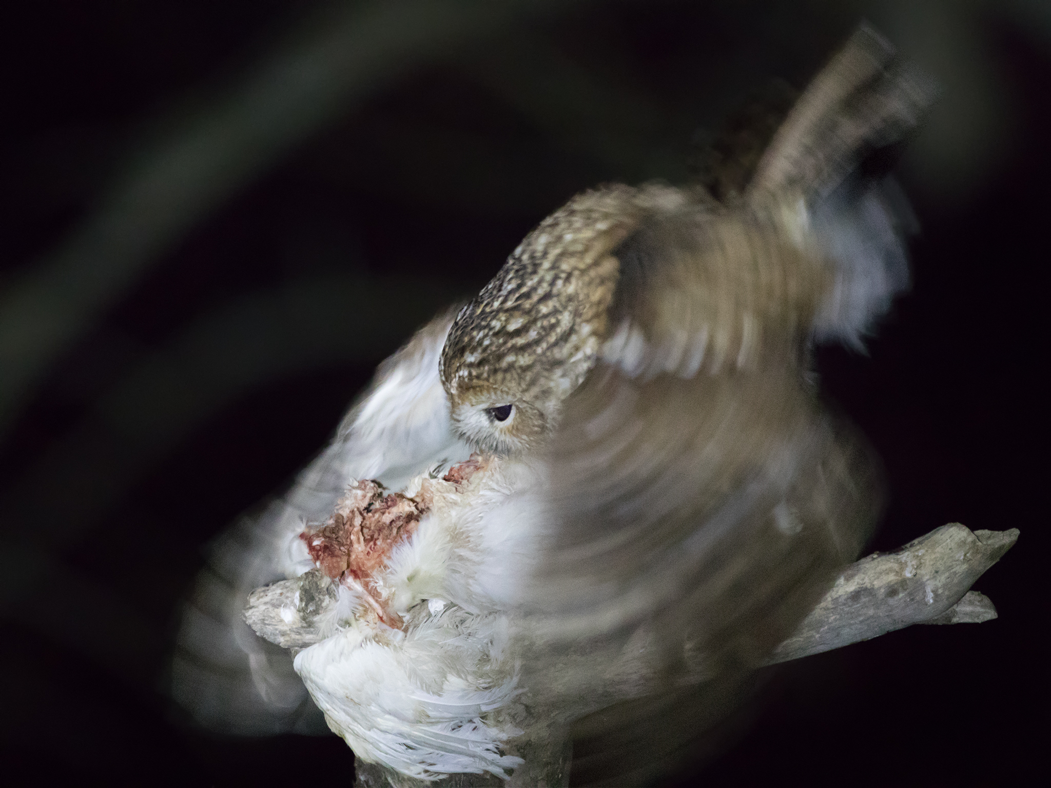 Tawny owl - Strix aluco