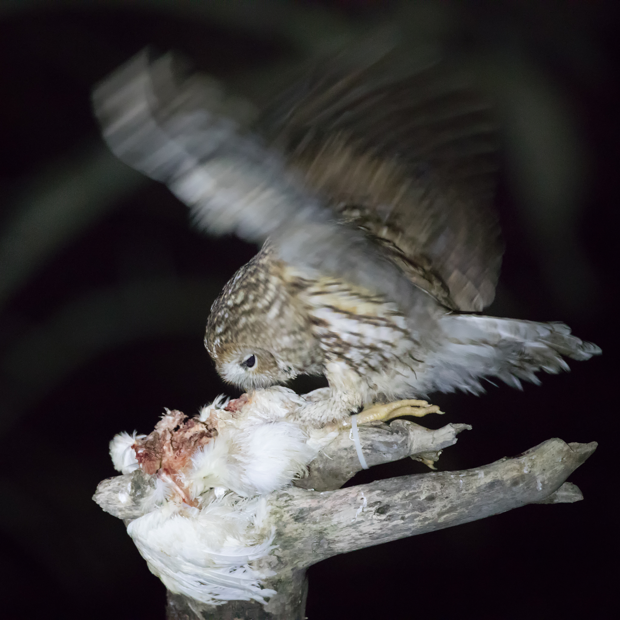 Tawny owl - Strix aluco