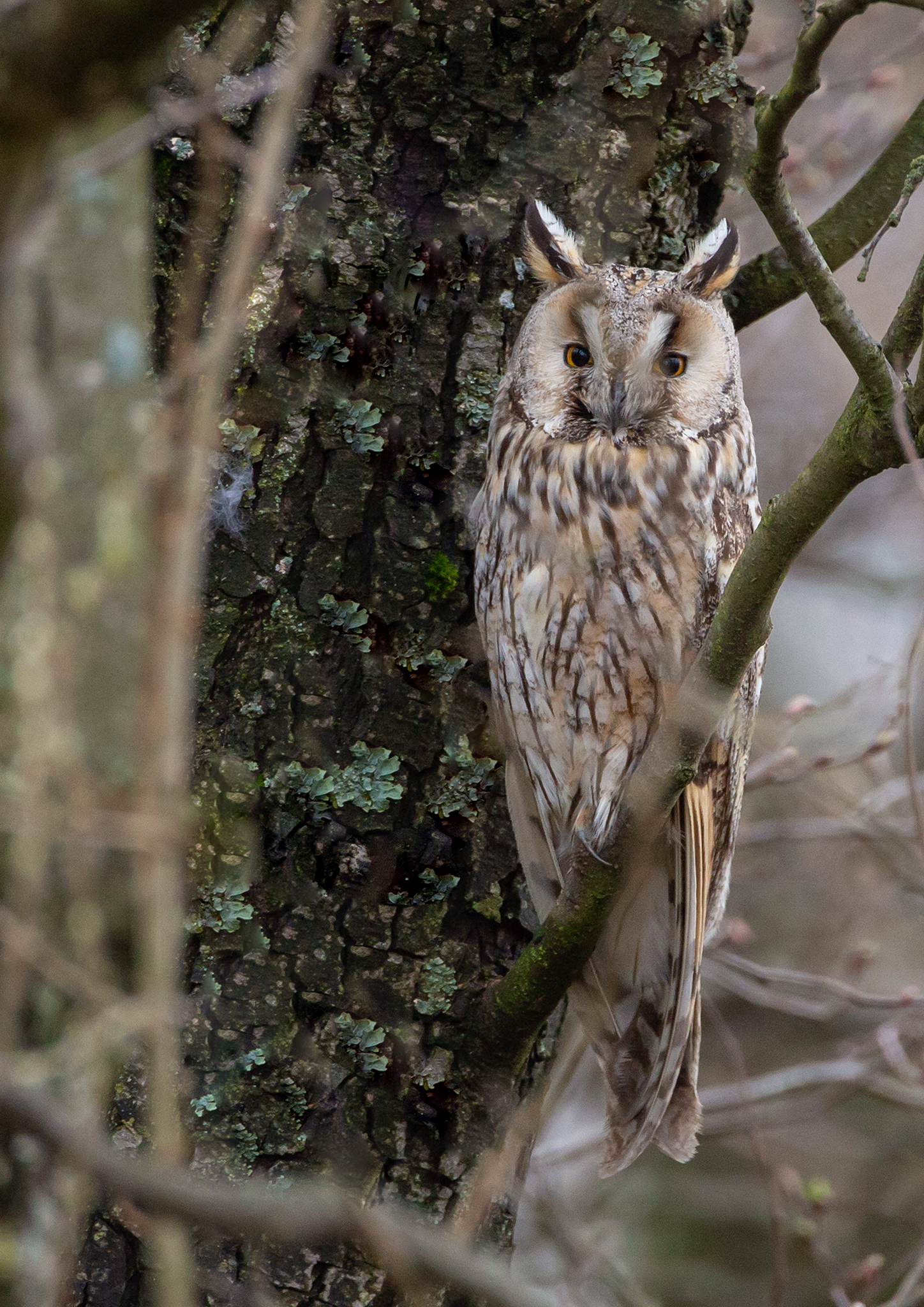 Long-eared owl .  Asio otus