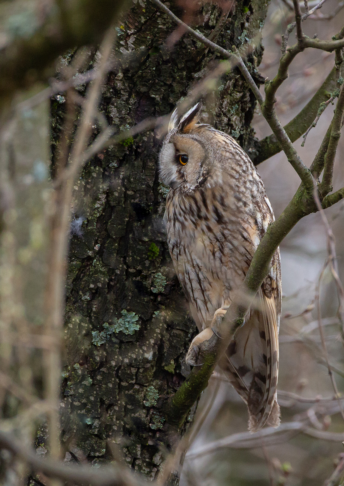 2 Long-eared owl -  Asio otus